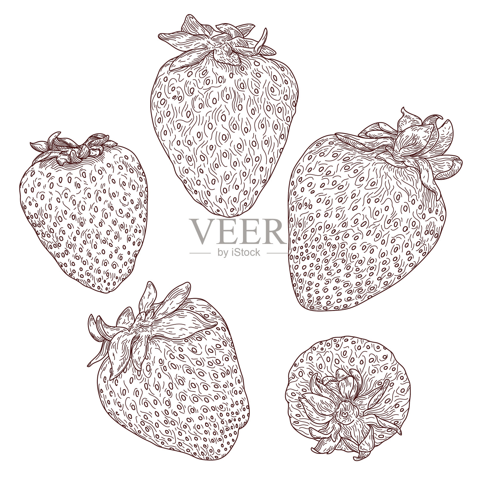一套详细的线艺术草莓插图插画图片素材