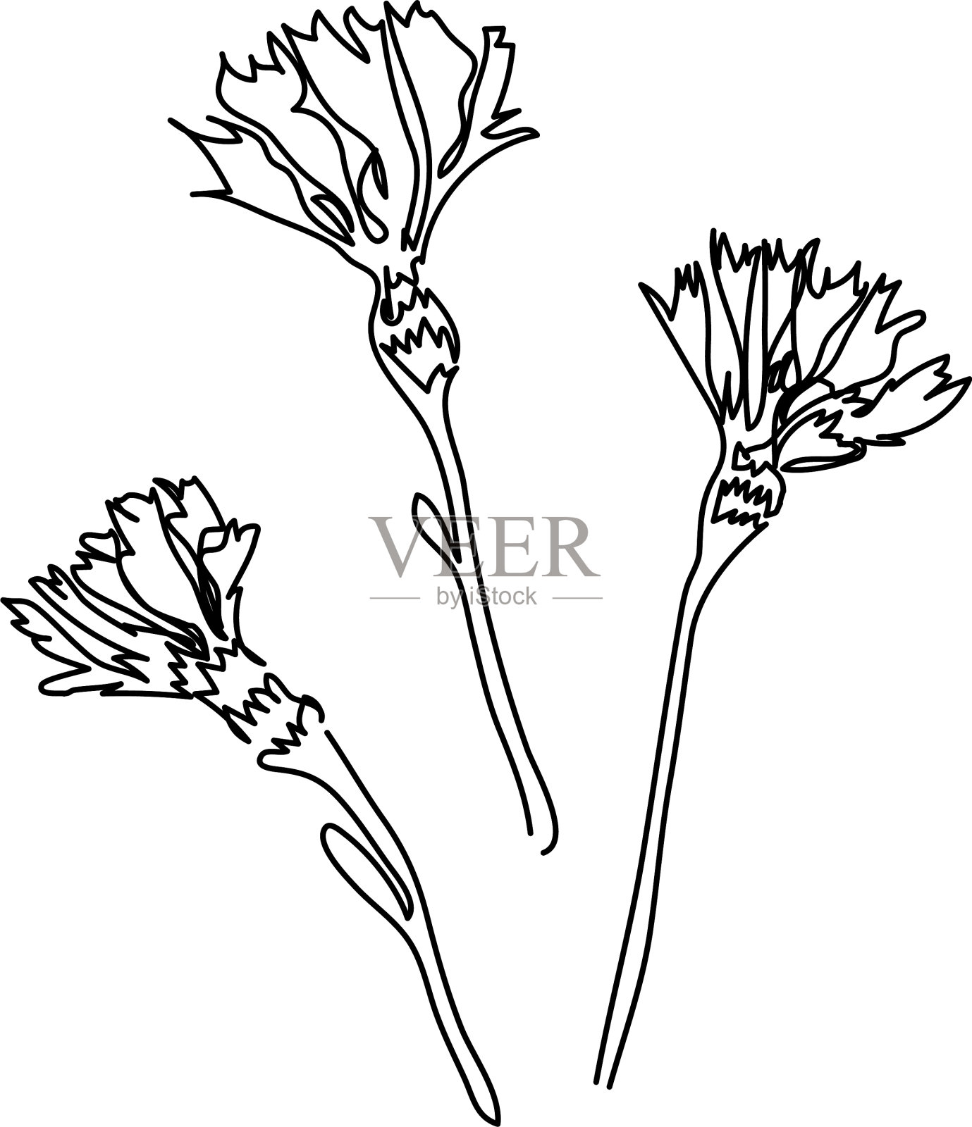 矢车菊康乃馨一线艺术插画图片素材