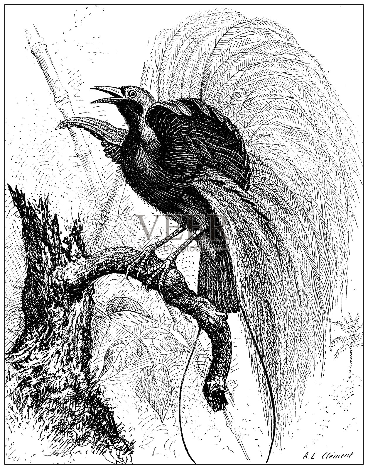 仿古插图:天堂鸟插画图片素材