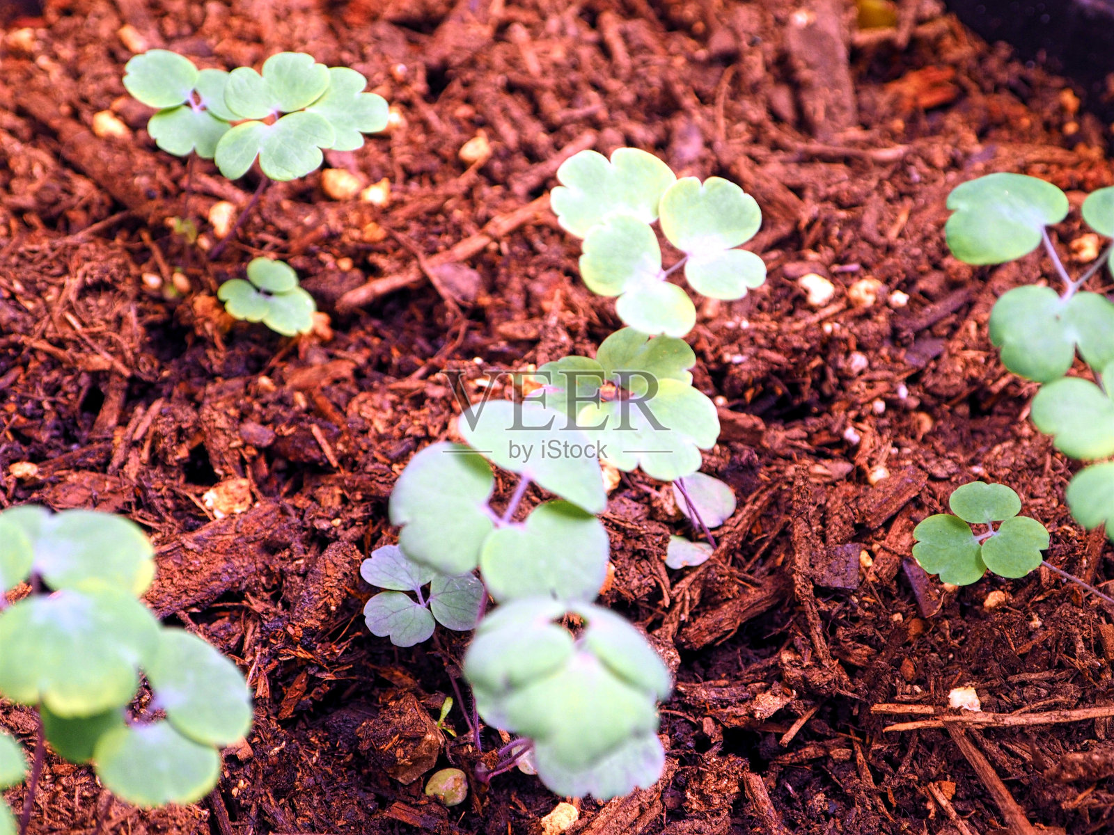 年轻的耧斗菜照片摄影图片