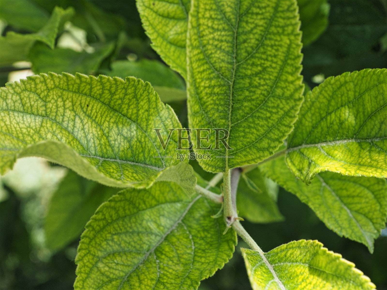 苹果树叶子照片摄影图片