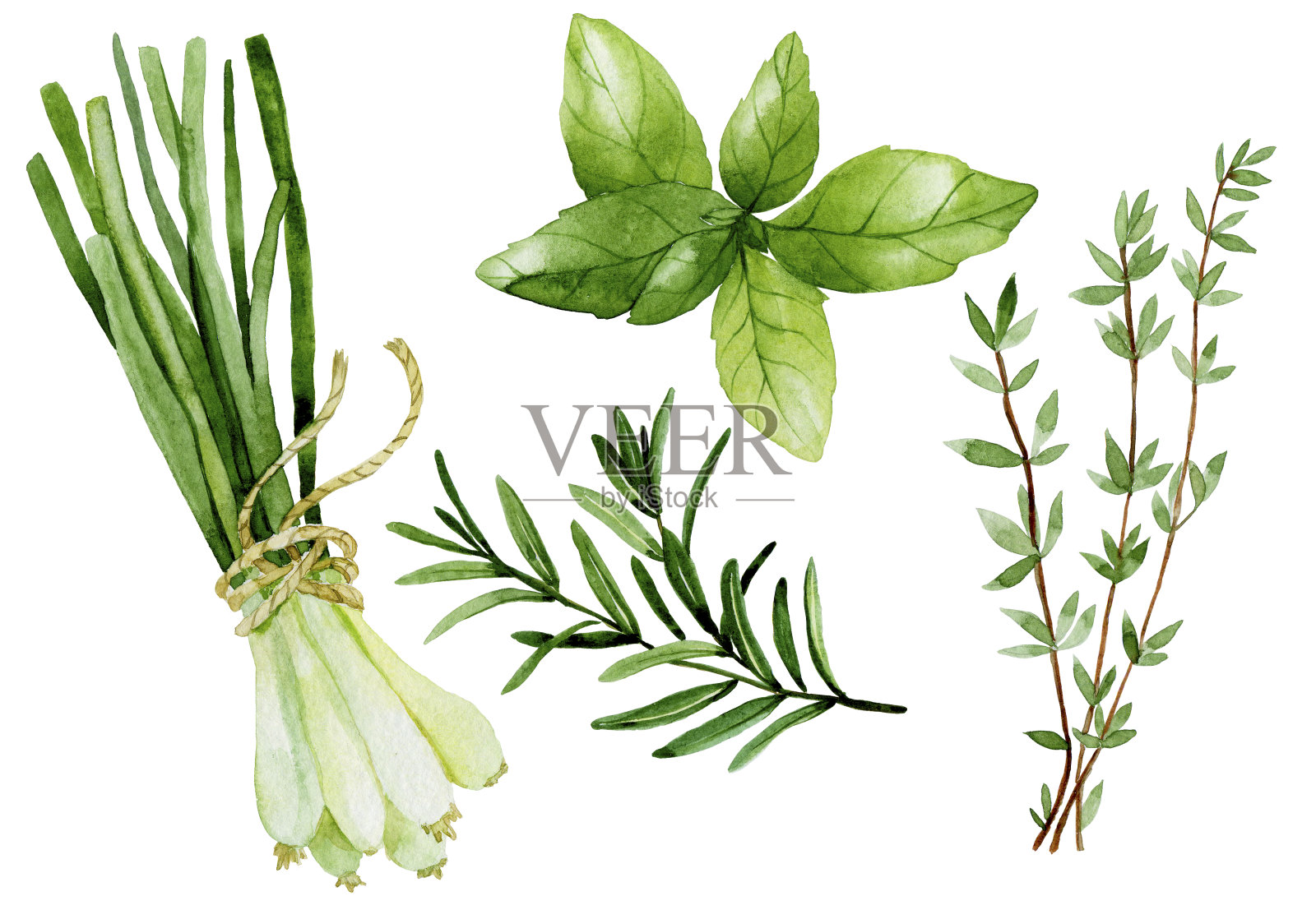 水彩画，烹饪草药。香草和香料，葱，迷迭香，罗勒，百里香插画图片素材