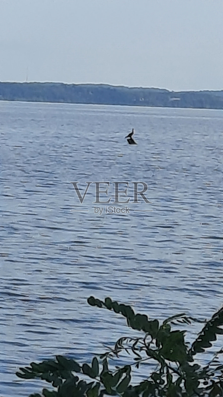 一只大鸟栖息在波托马克河的圆木上照片摄影图片