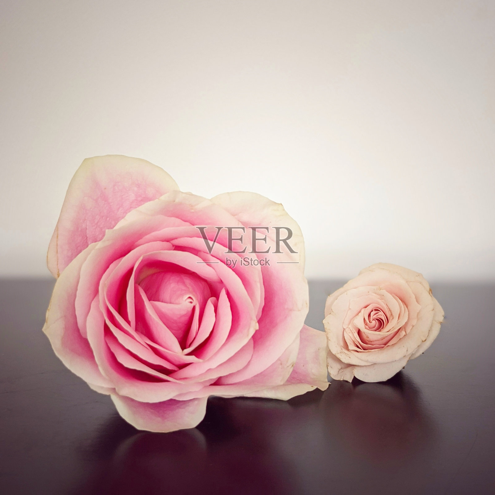 黑色表面上粉红玫瑰的静物画照片摄影图片