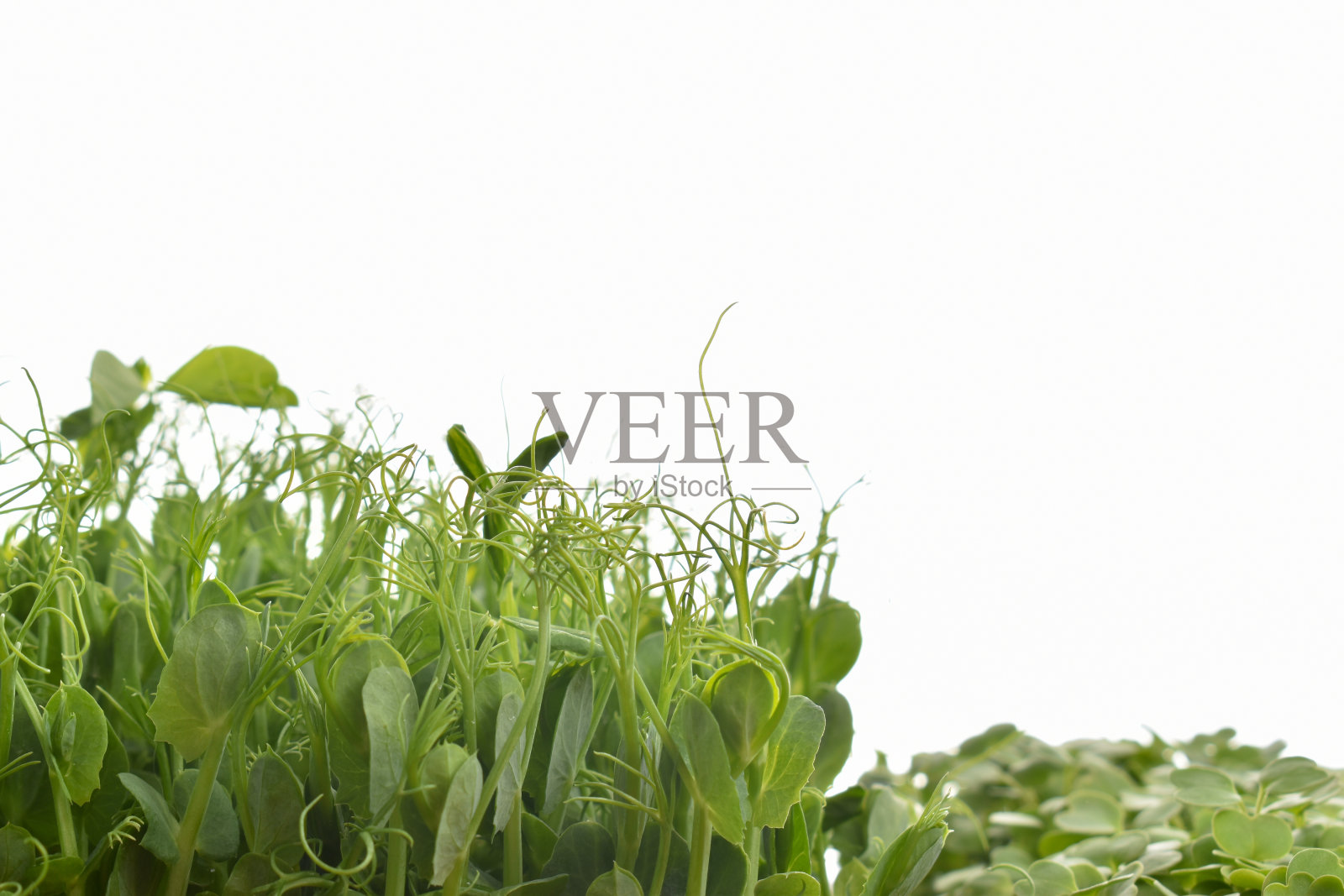 特写的微型绿色豌豆和芝麻菜在白色的背景。照片摄影图片