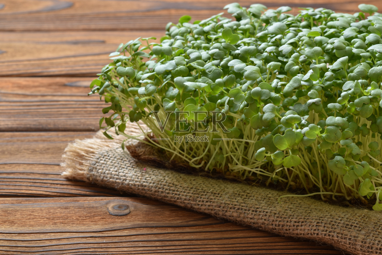 芝麻菜幼苗在一个木制的自然基质上照片摄影图片
