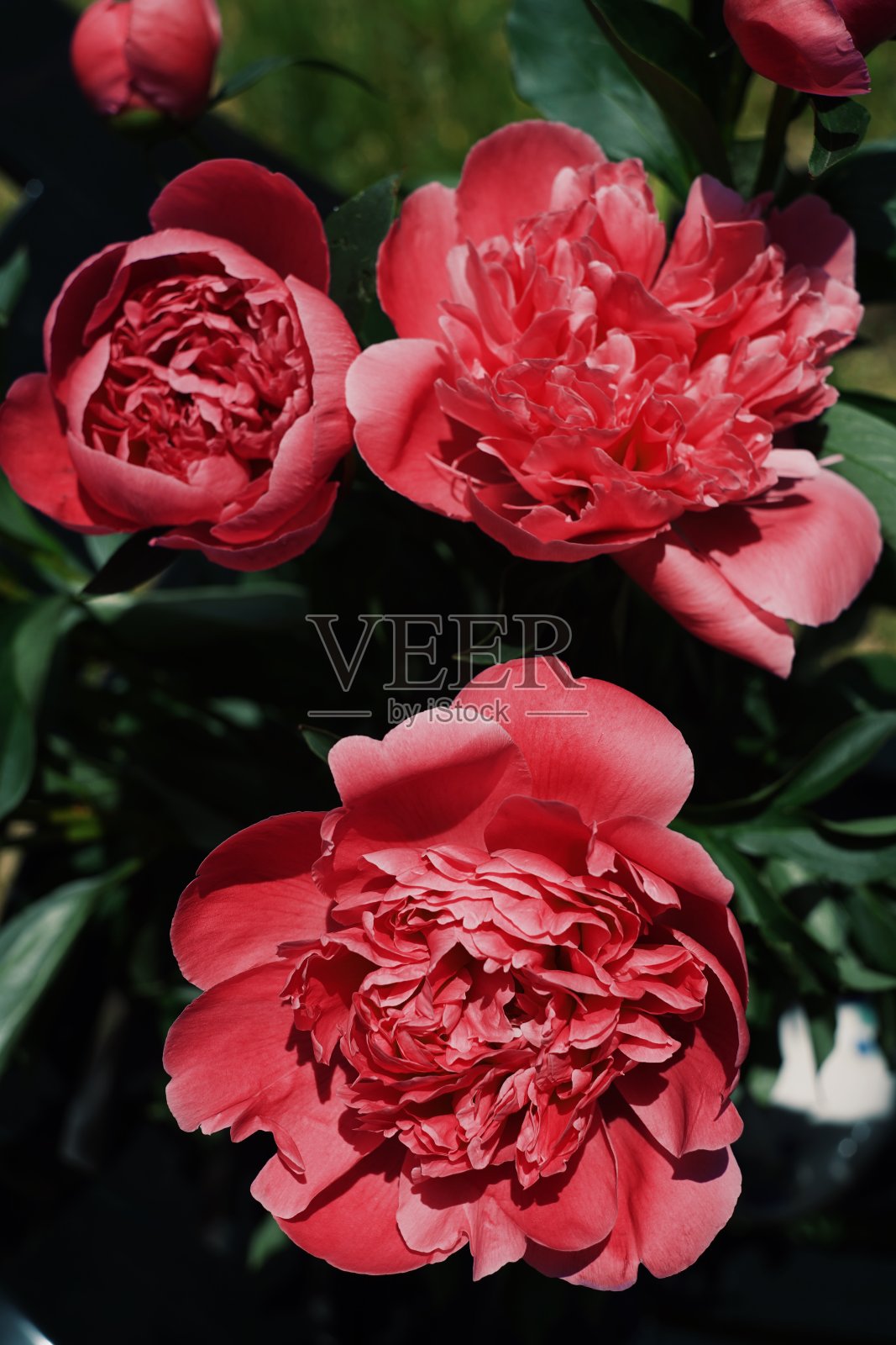 牡丹在外面的花瓶里照片摄影图片