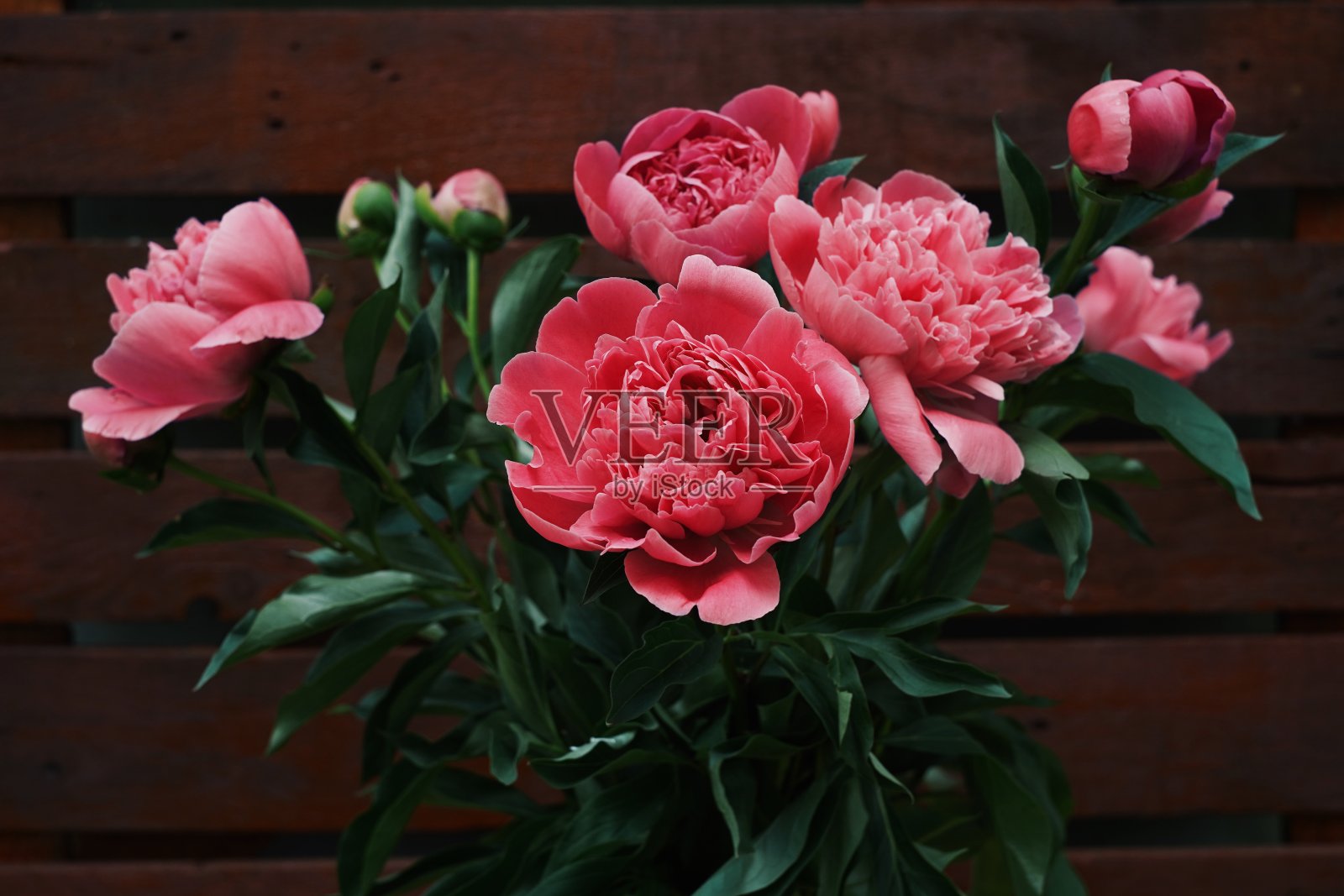 牡丹在外面的花瓶里照片摄影图片