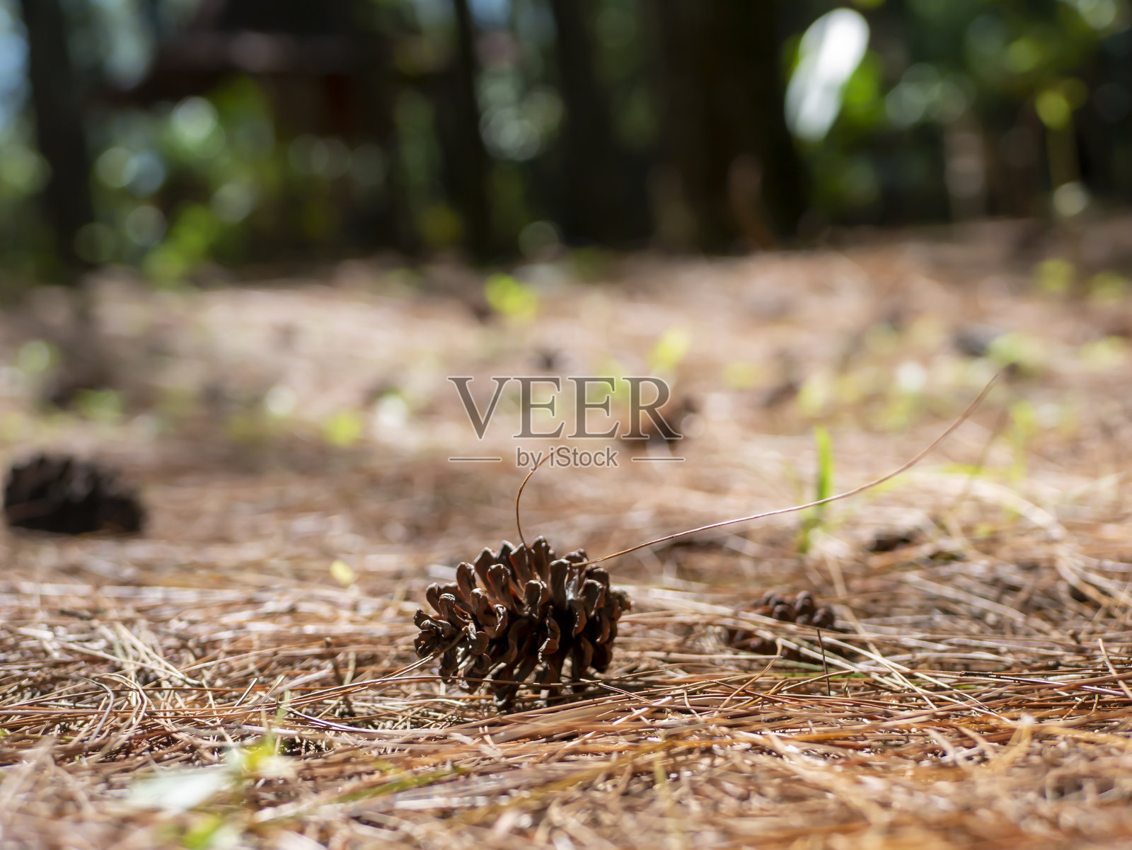 森林地面上的松果，松的种子。浅景深照片摄影图片