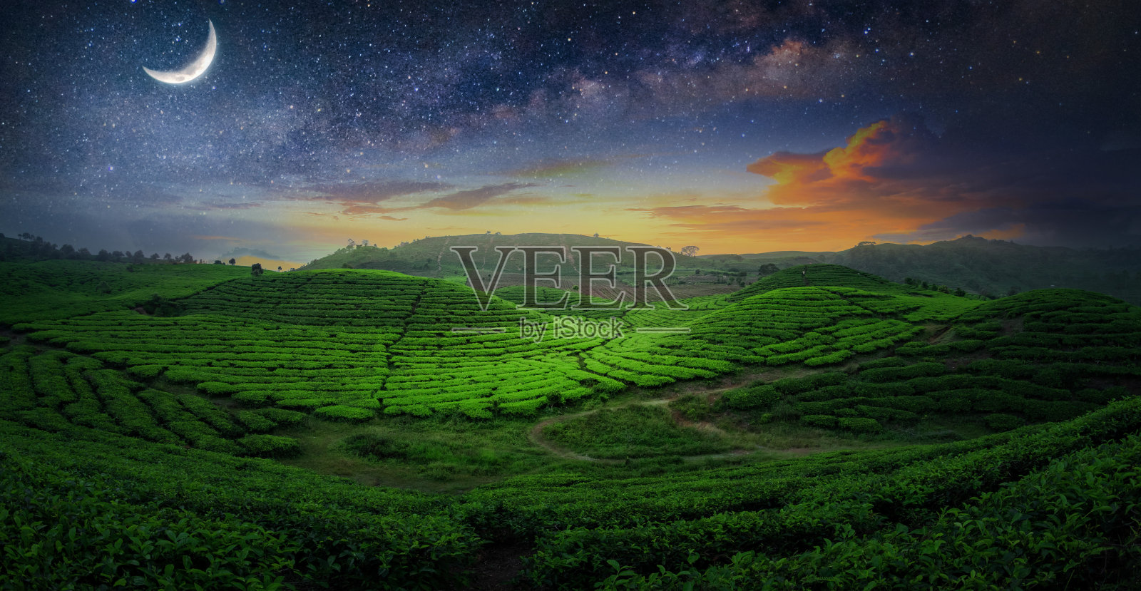 茶园田间景观照片摄影图片