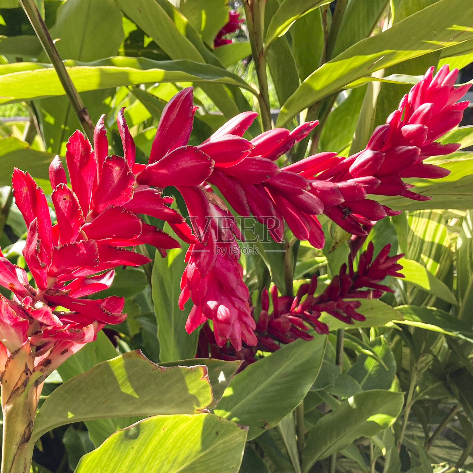 花园里的红姜照片摄影图片