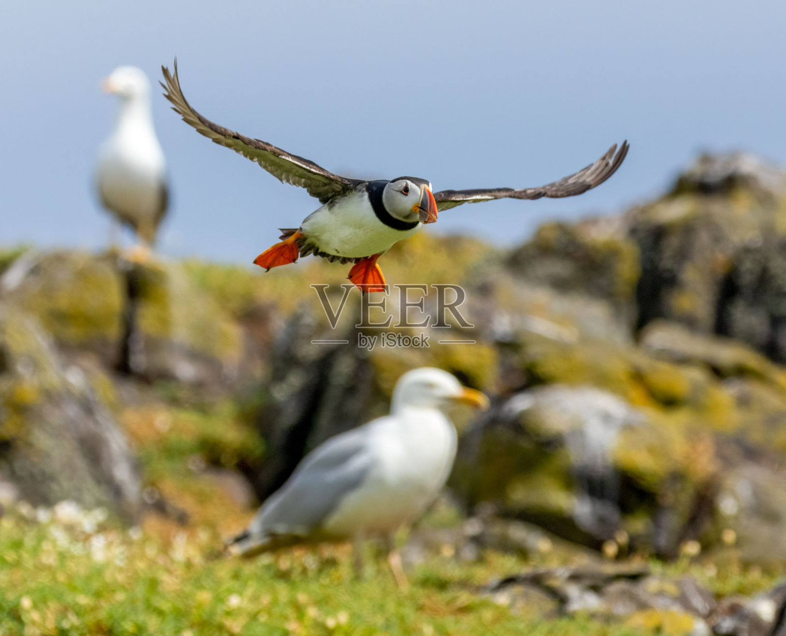 一只大西洋海雀靠近一只海鸥降落在岩石上照片摄影图片