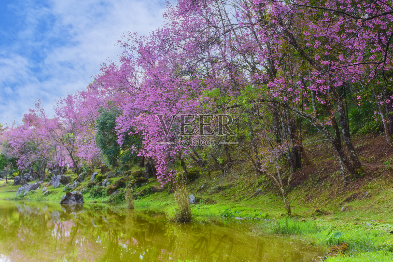 在泰国清迈茵他侬兰花保护中心，野生喜马拉雅樱桃或巨型虎花盛开照片摄影图片
