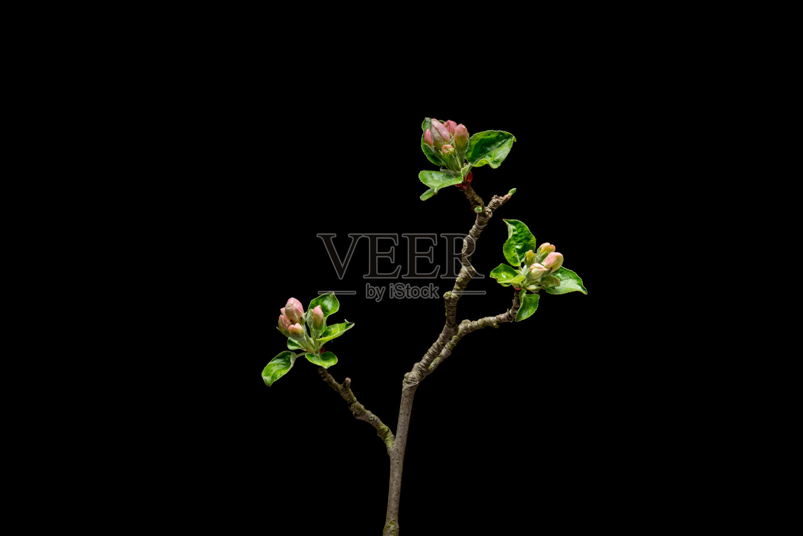 开花的苹果树上的黑色照片摄影图片