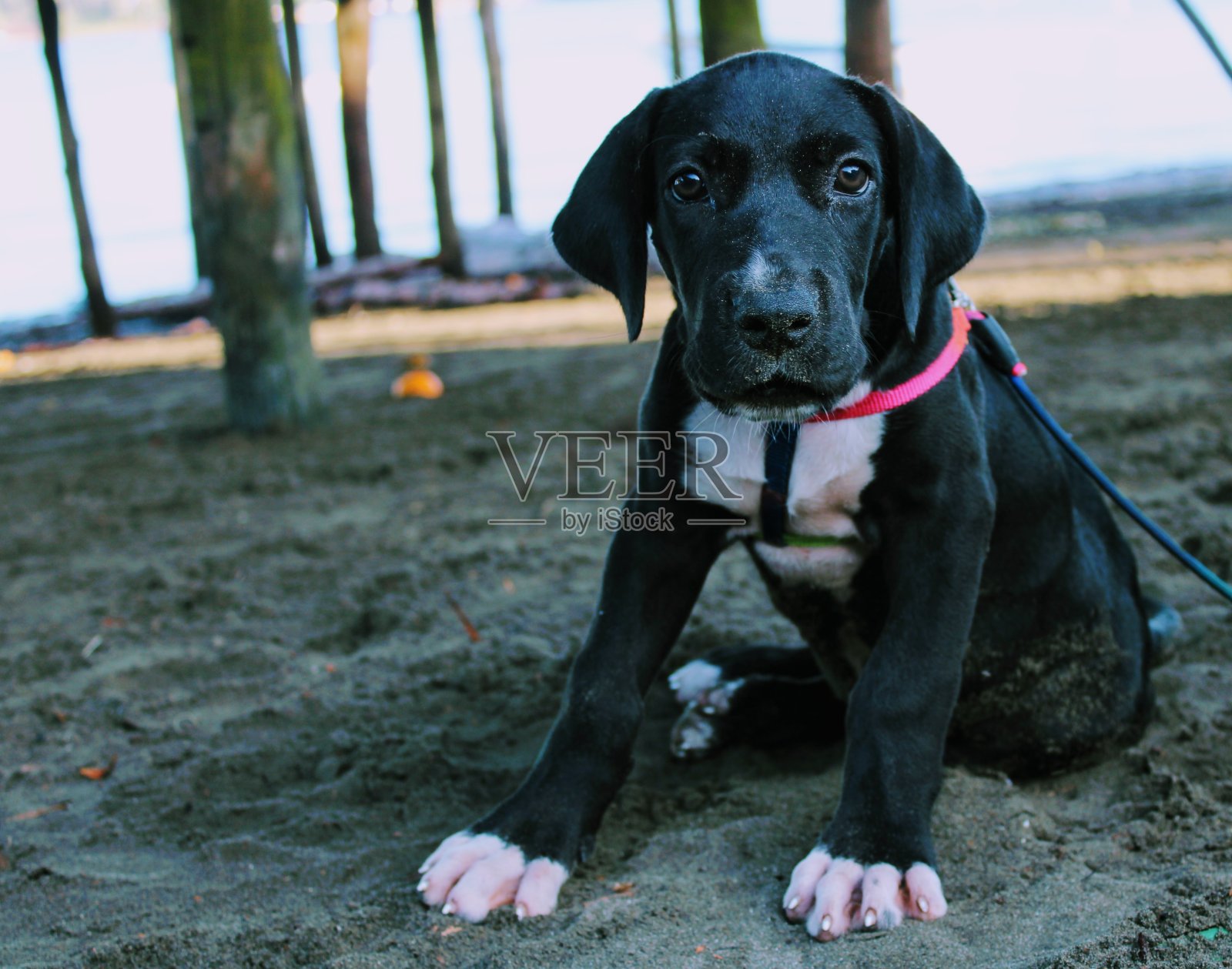 一只大丹犬照片摄影图片