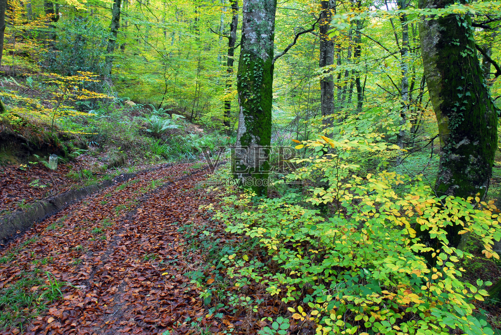 山毛榉(Fagus sylvatica)一种初秋时叶子黄绿相间的山毛榉照片摄影图片