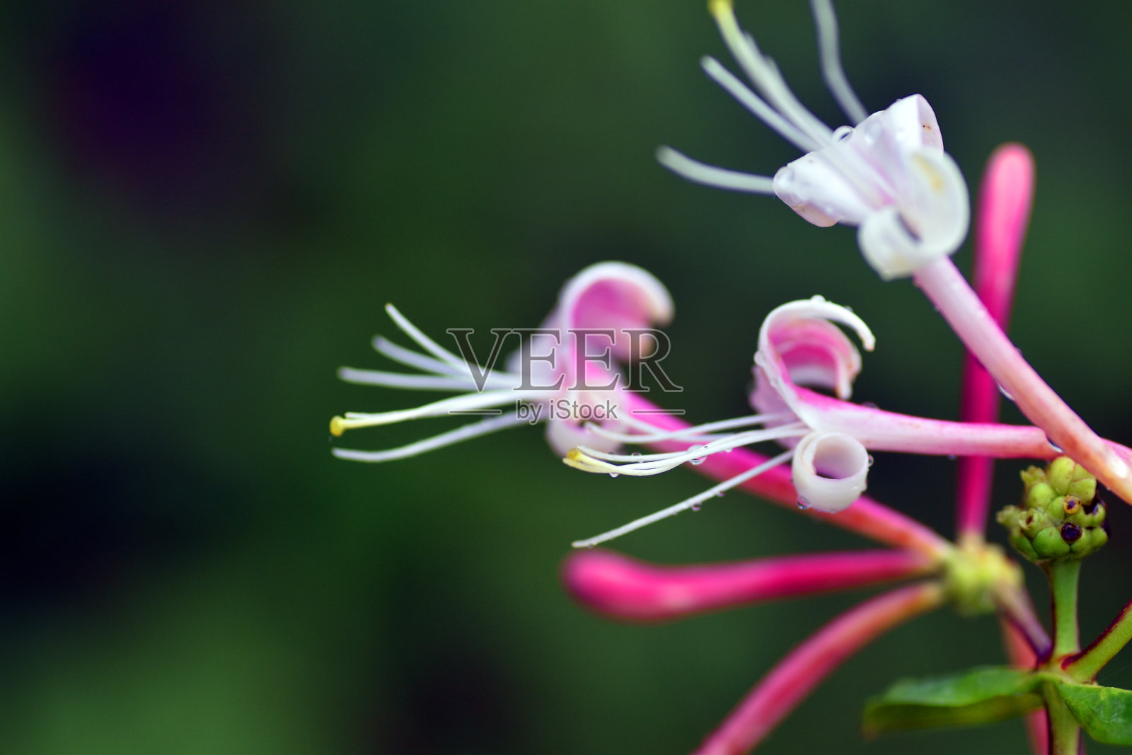 伊特鲁里亚金银花(Lonicera etrusca)的花朵细节图照片摄影图片