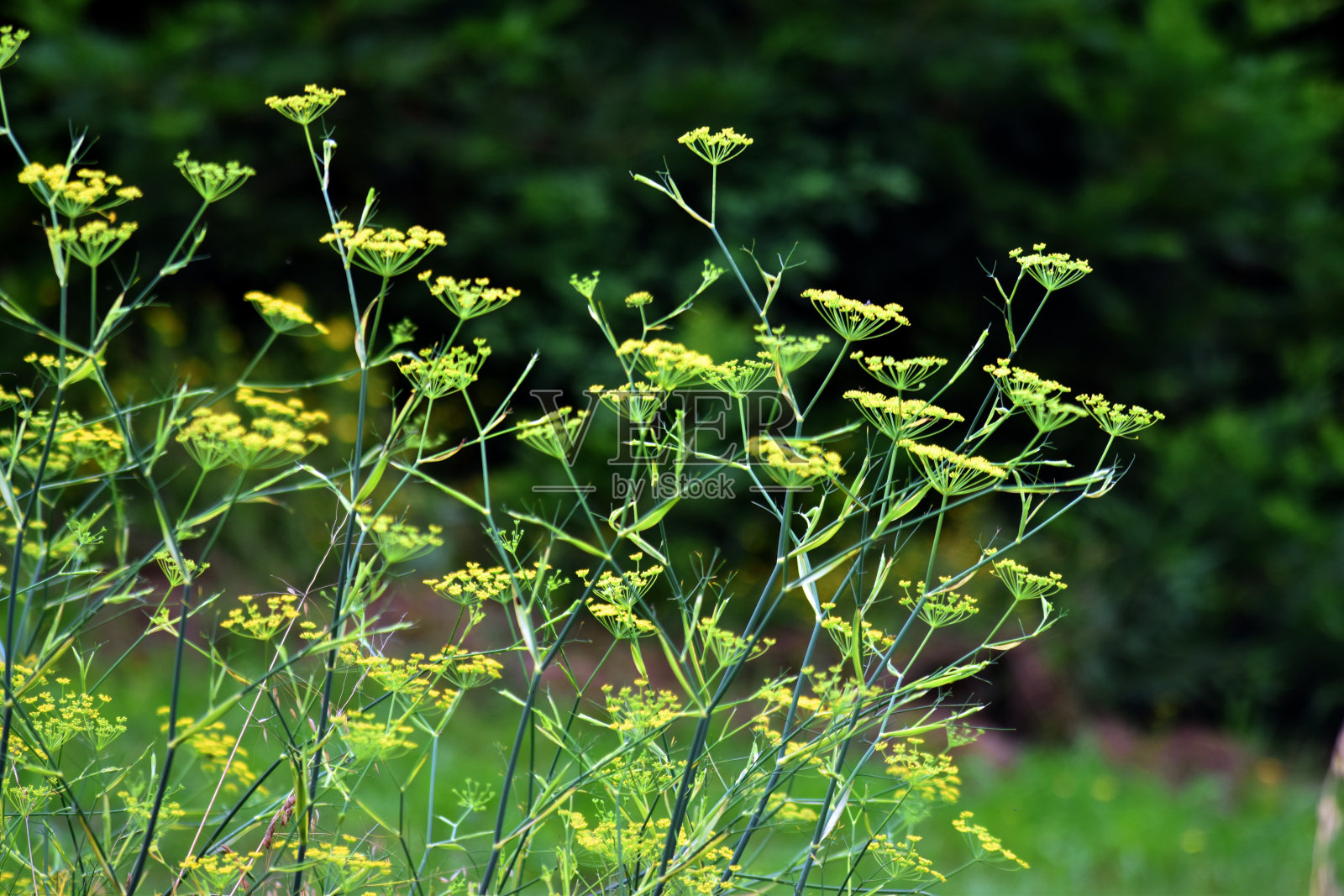 野生茴香植物(小茴香)，有黄色的花和扩散的背景照片摄影图片