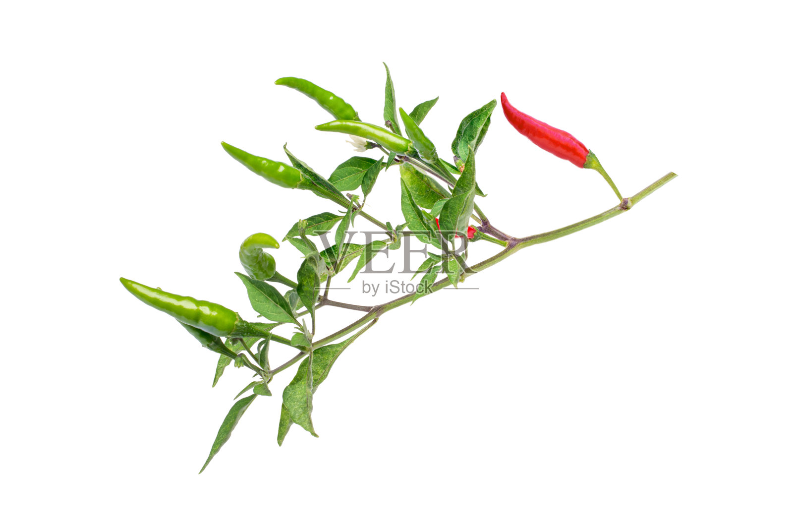 红辣椒的枝干，绿叶离生在白色的叶子上照片摄影图片