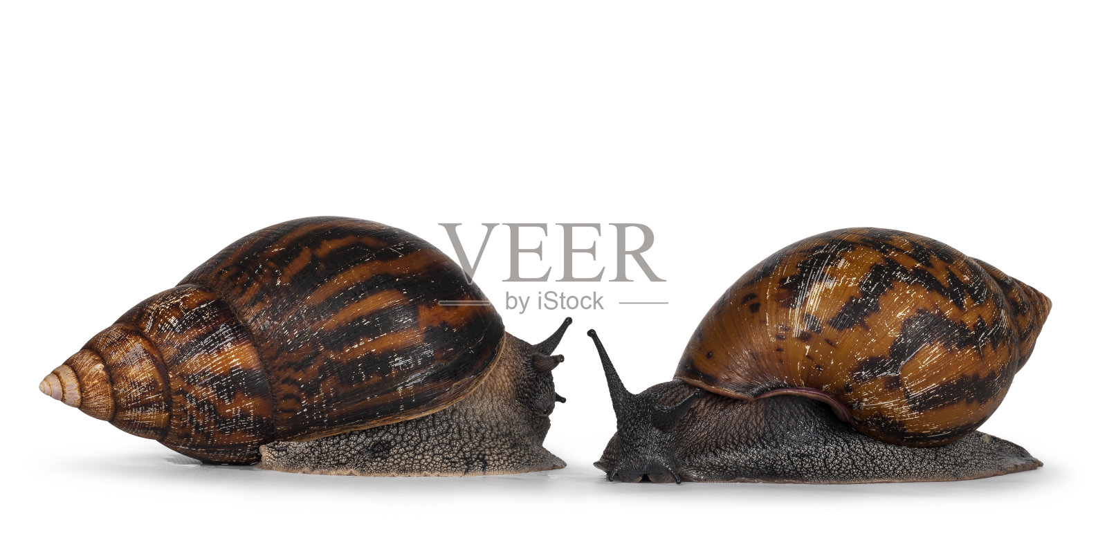 白色背景上的巨型老虎蜗牛照片摄影图片