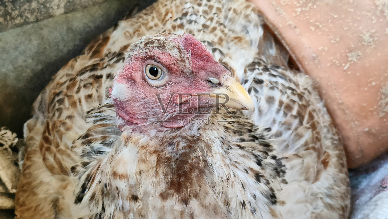 一只漂亮的母鸡照片摄影图片