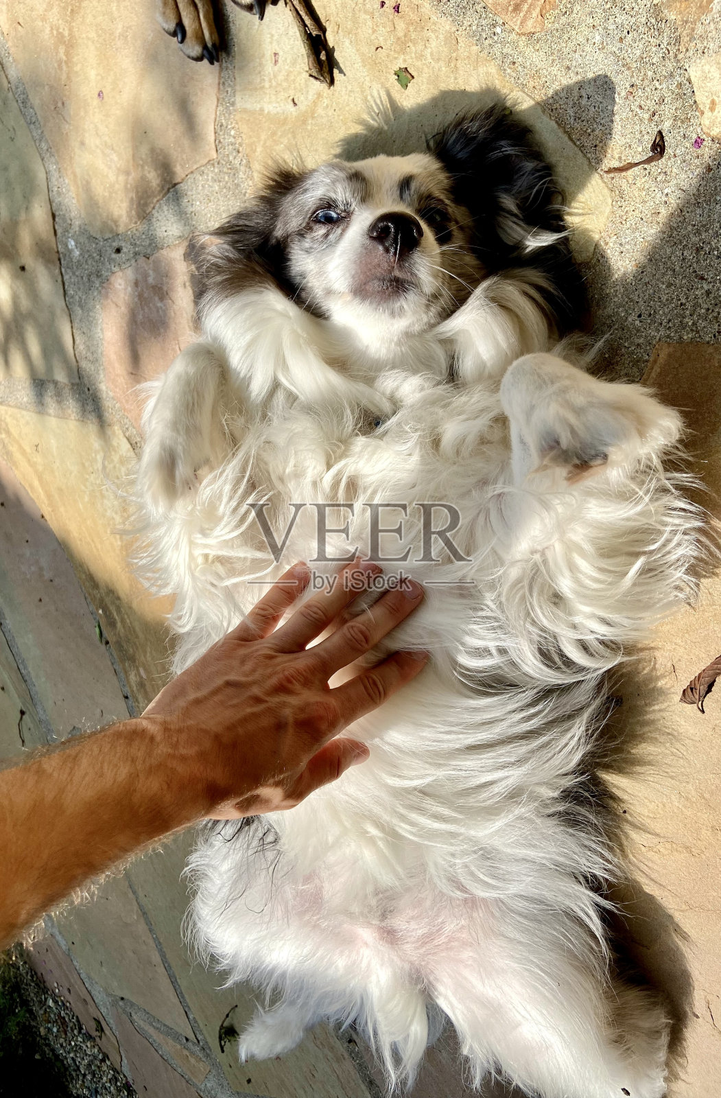 快乐的狗得到了腹部按摩照片摄影图片