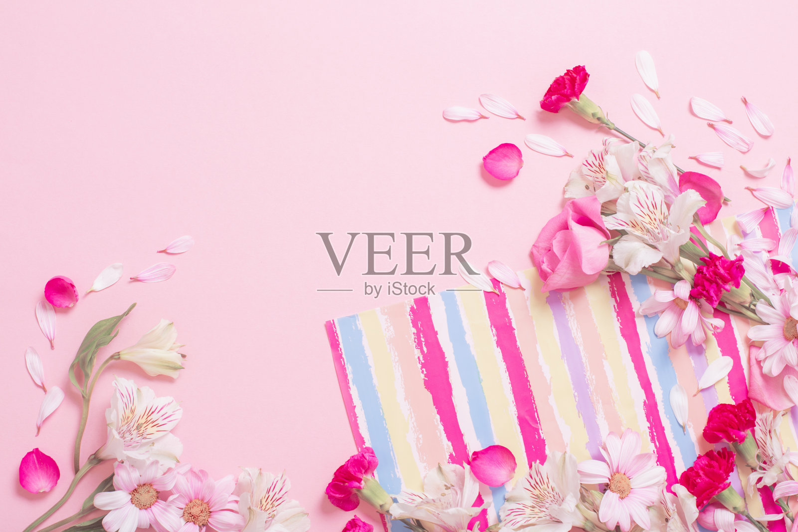 美丽的粉红色和白色花朵在粉红色的背景照片摄影图片