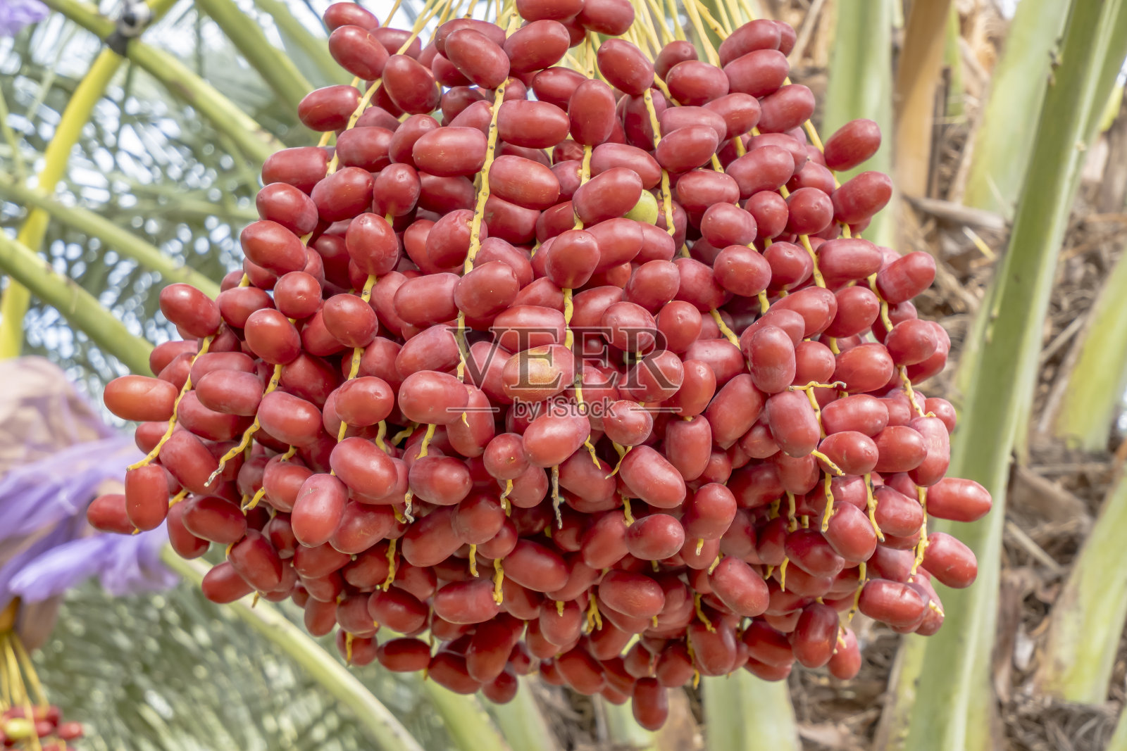 新鲜的枣椰树，生枣椰树果实生长在一棵树上。照片摄影图片