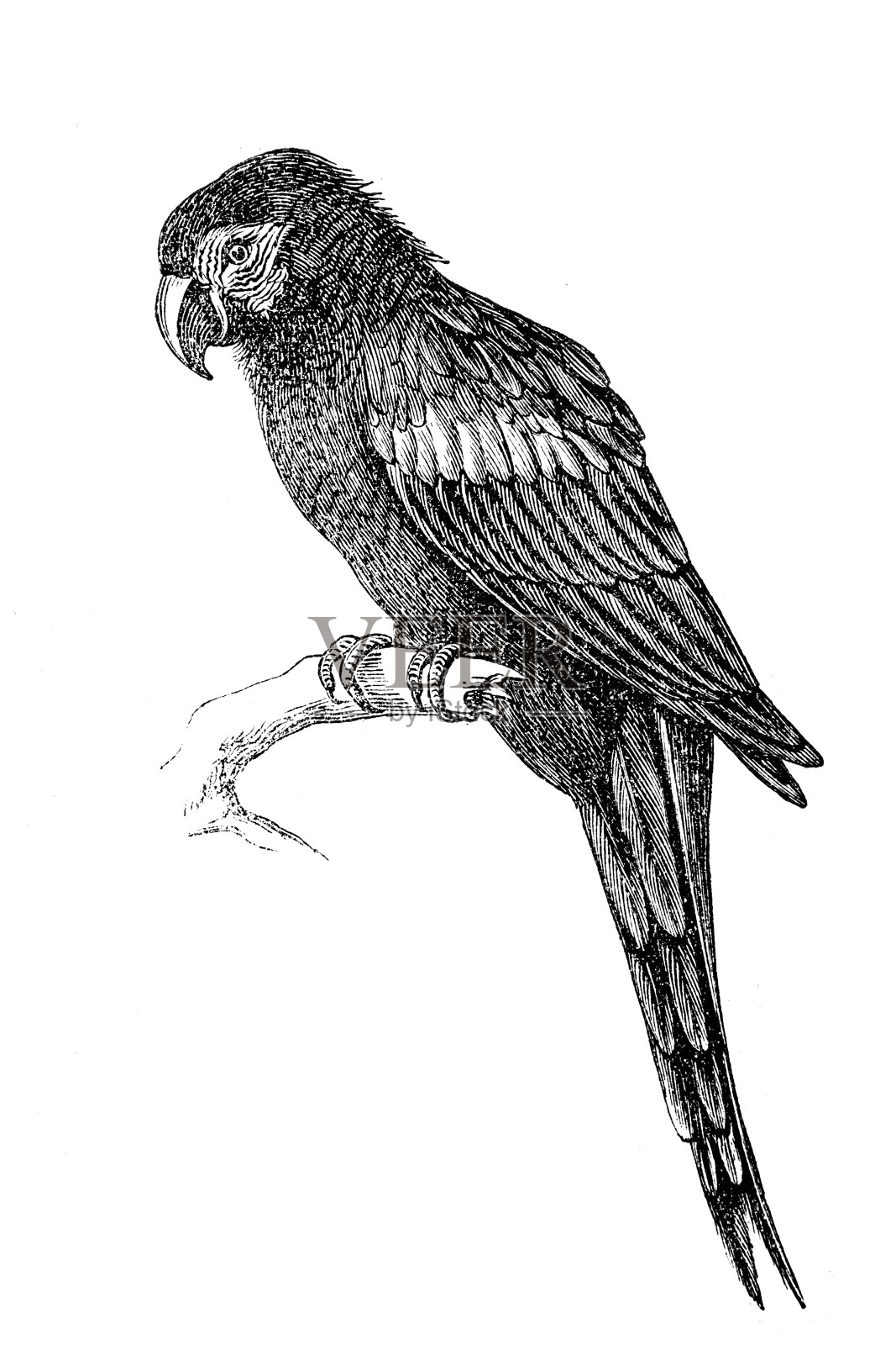 红金刚鹦鹉插画图片素材