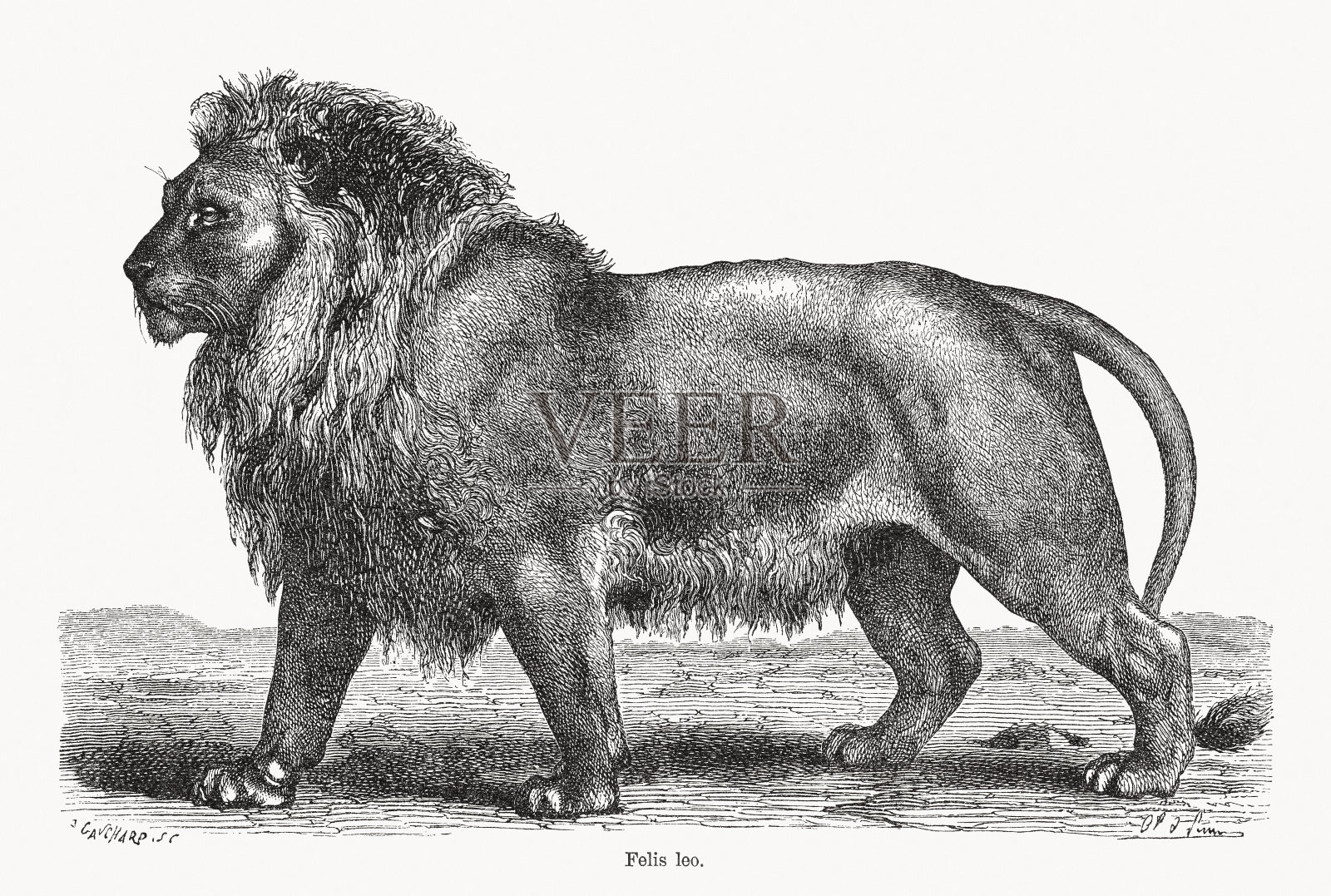 狮子(Panthera leo)，木刻，1893年出版插画图片素材