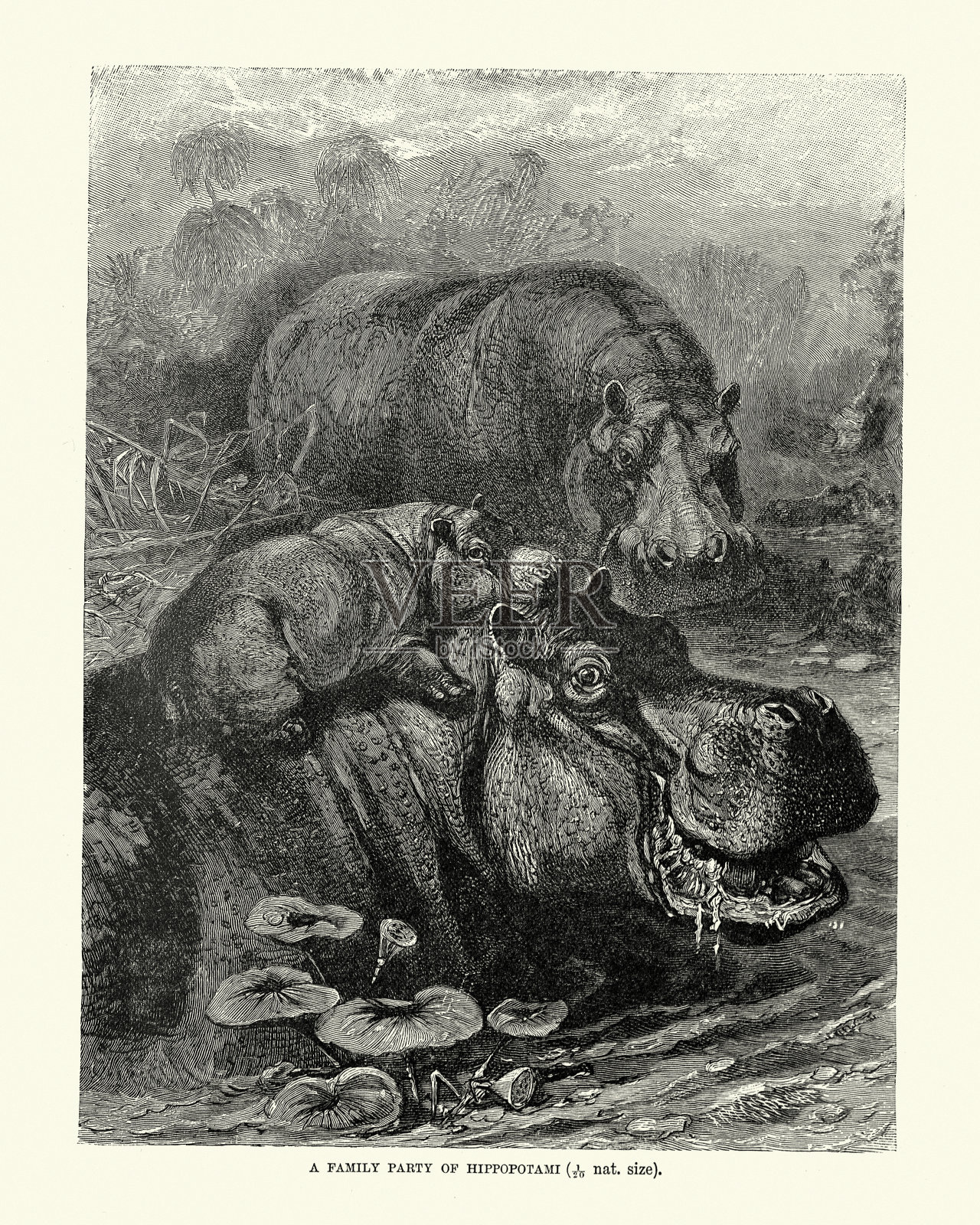 小河马骑在妈妈的背上插画图片素材