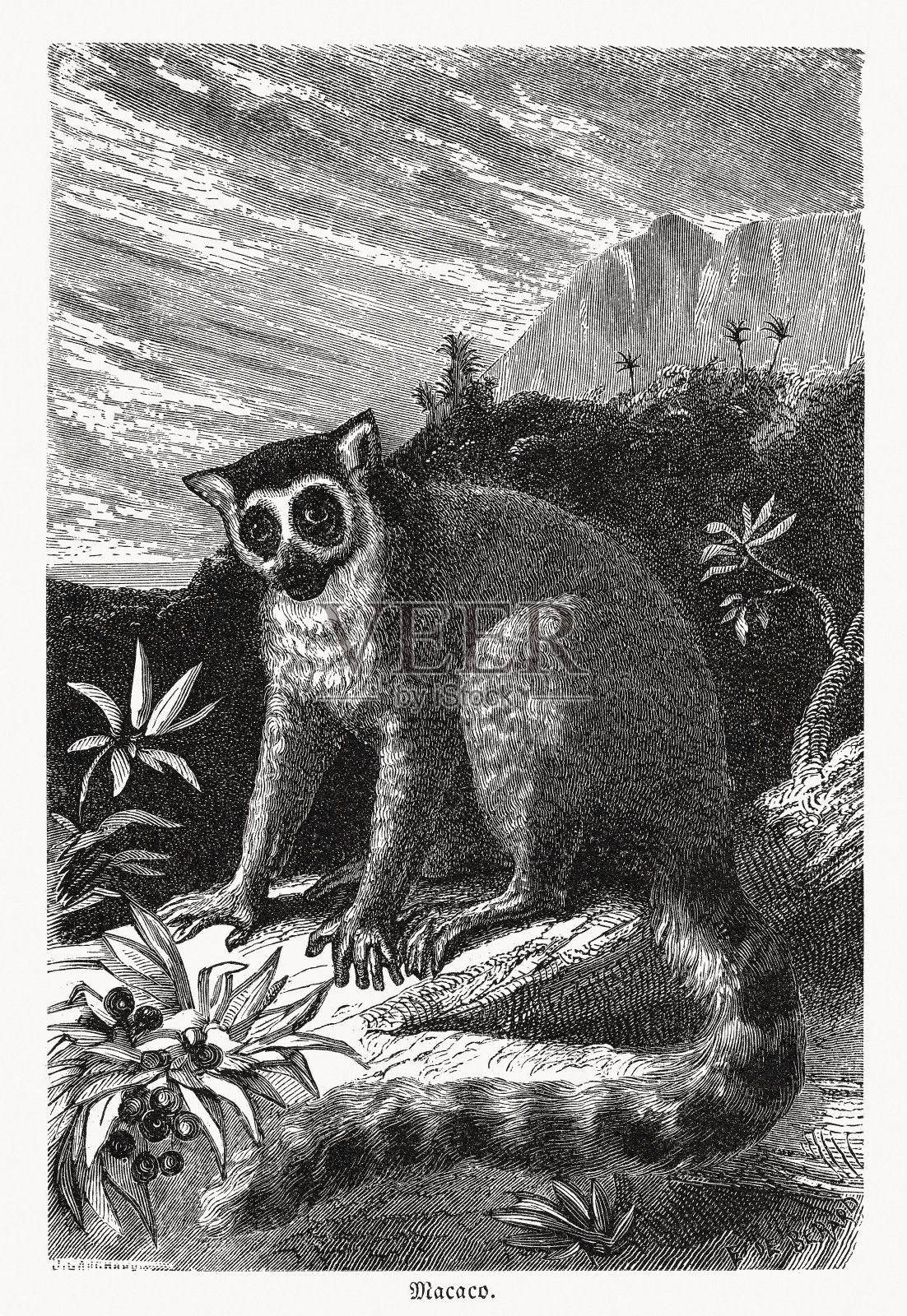 马达加斯加的环尾狐猴(狐猴猫)，木版，1868年出版插画图片素材
