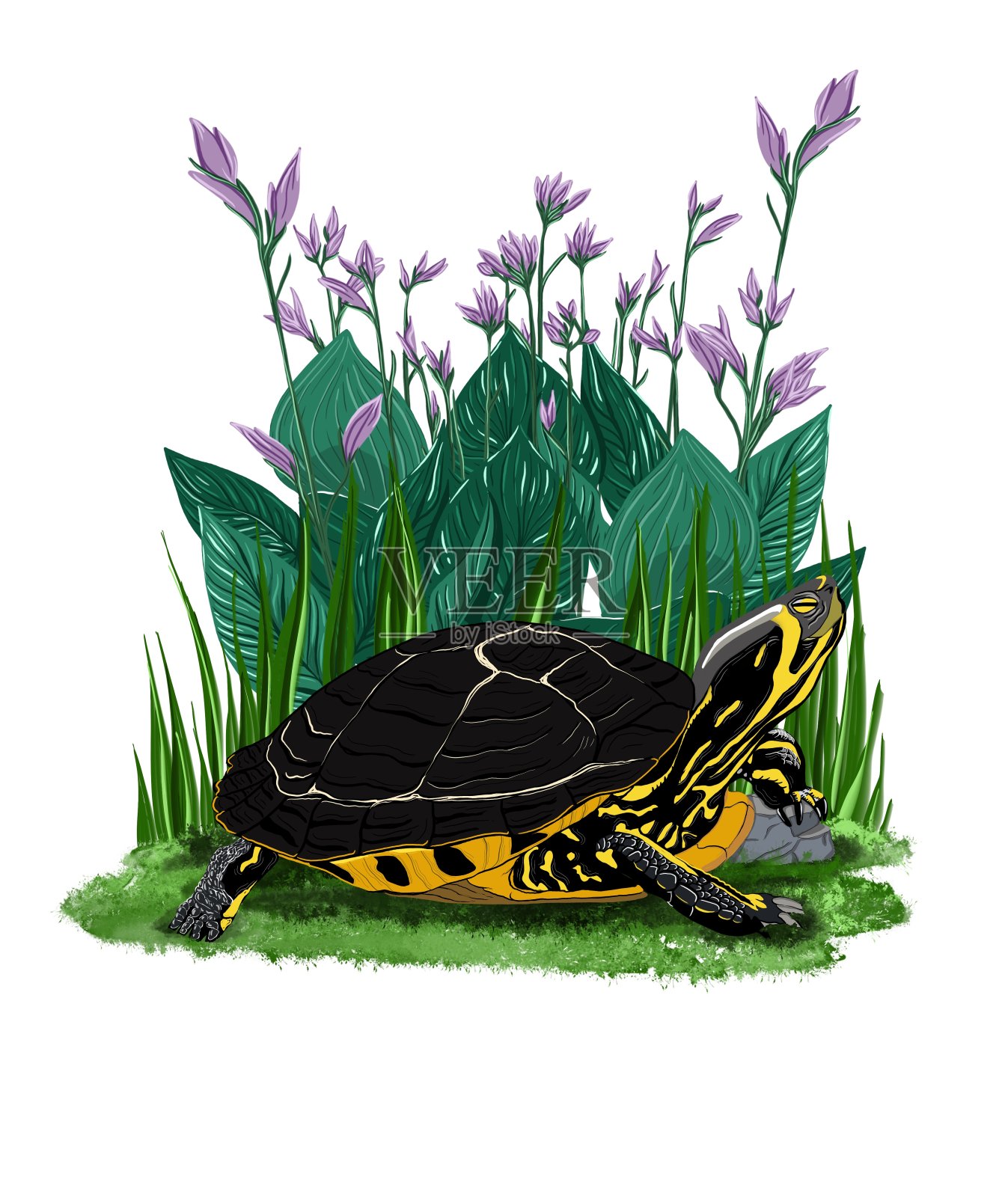 乌龟插画图片素材