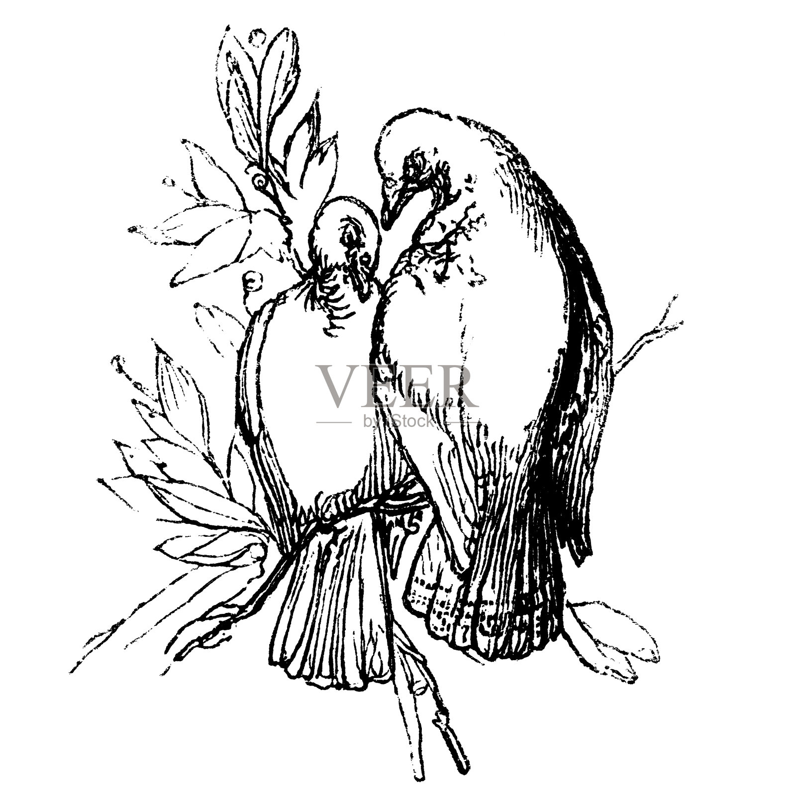 两只相爱的鸟——19世纪插画图片素材