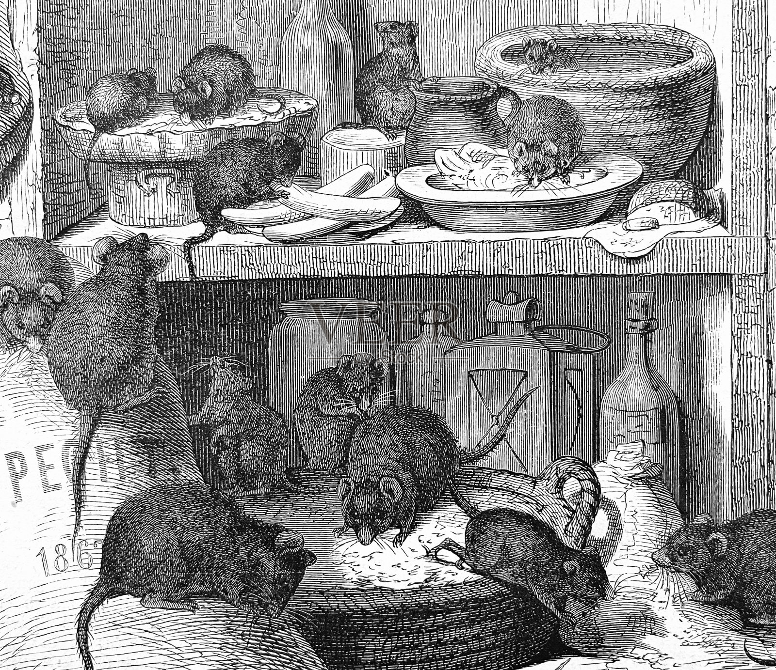 厨房里有老鼠插画图片素材