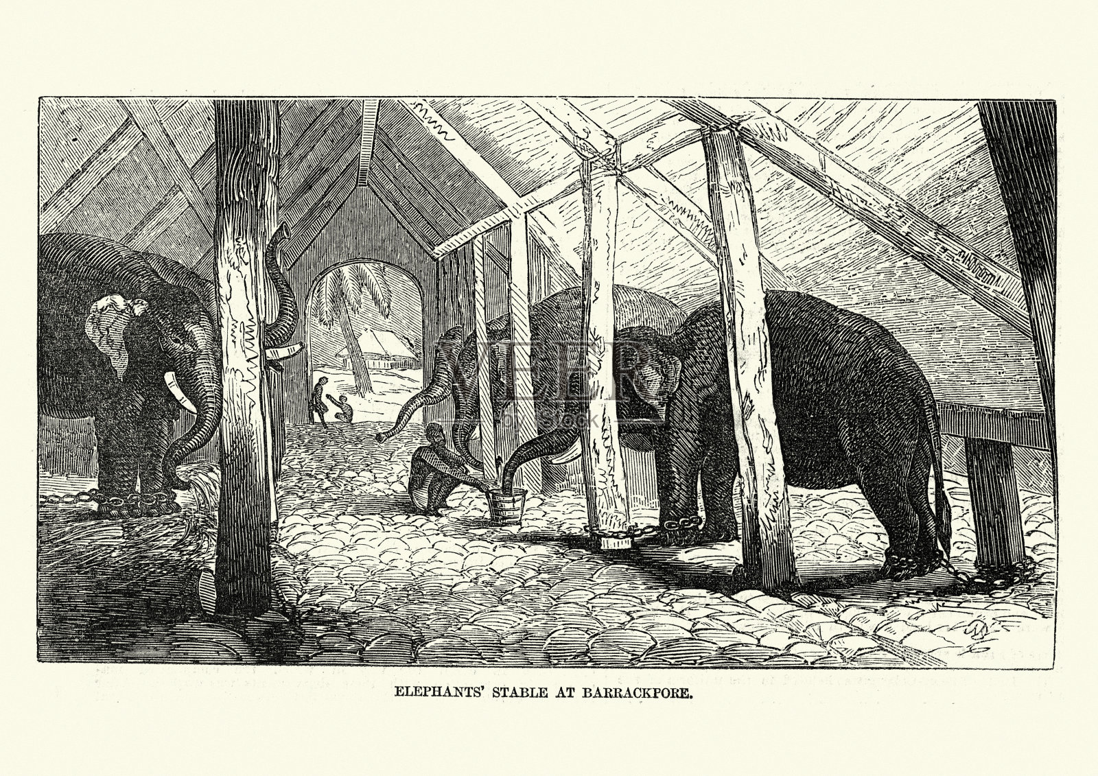 印度barackpore的象厩，19世纪50年代插画图片素材
