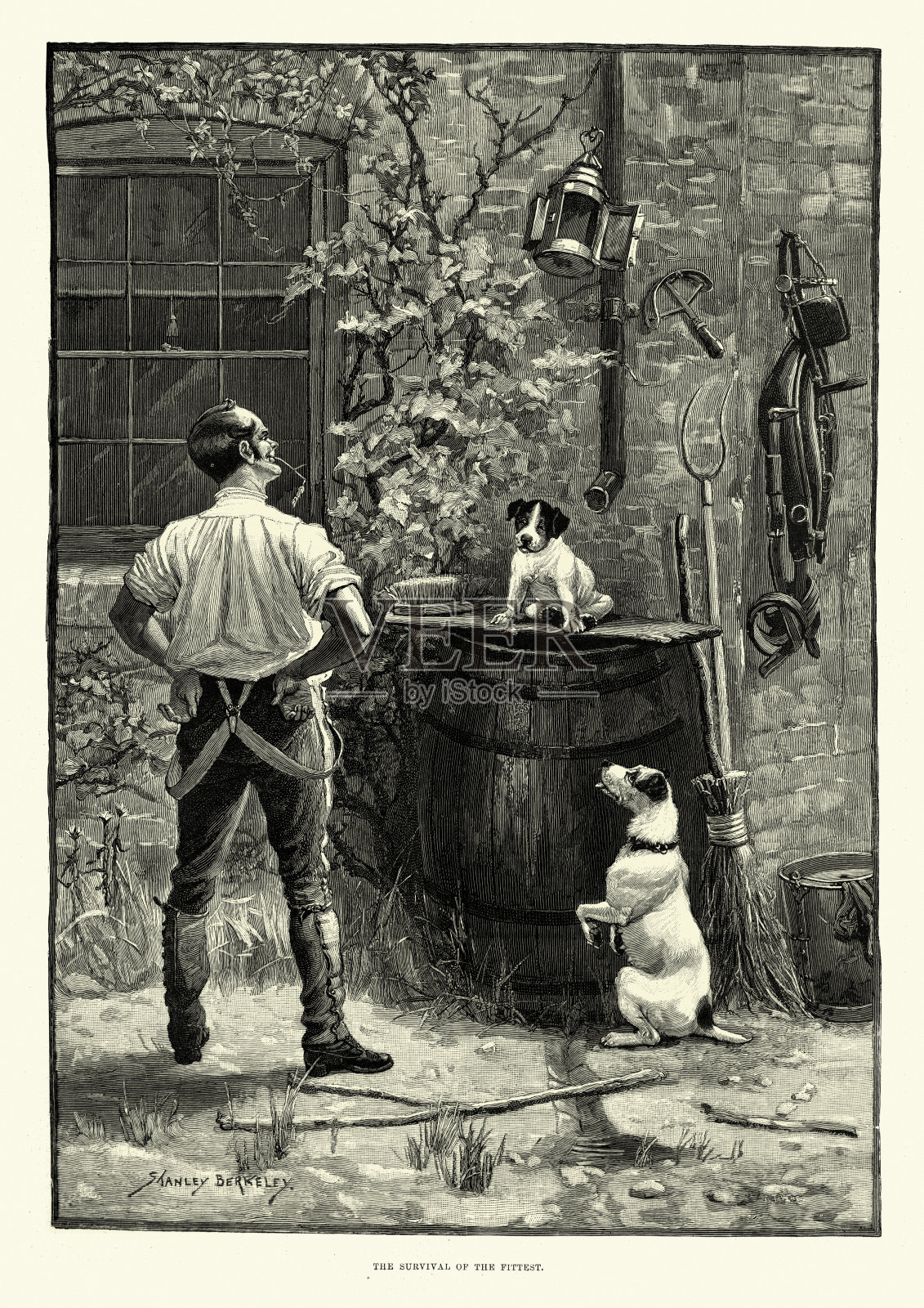 淘气的小狗，被困在水桶上，十九世纪维多利亚时代插画图片素材