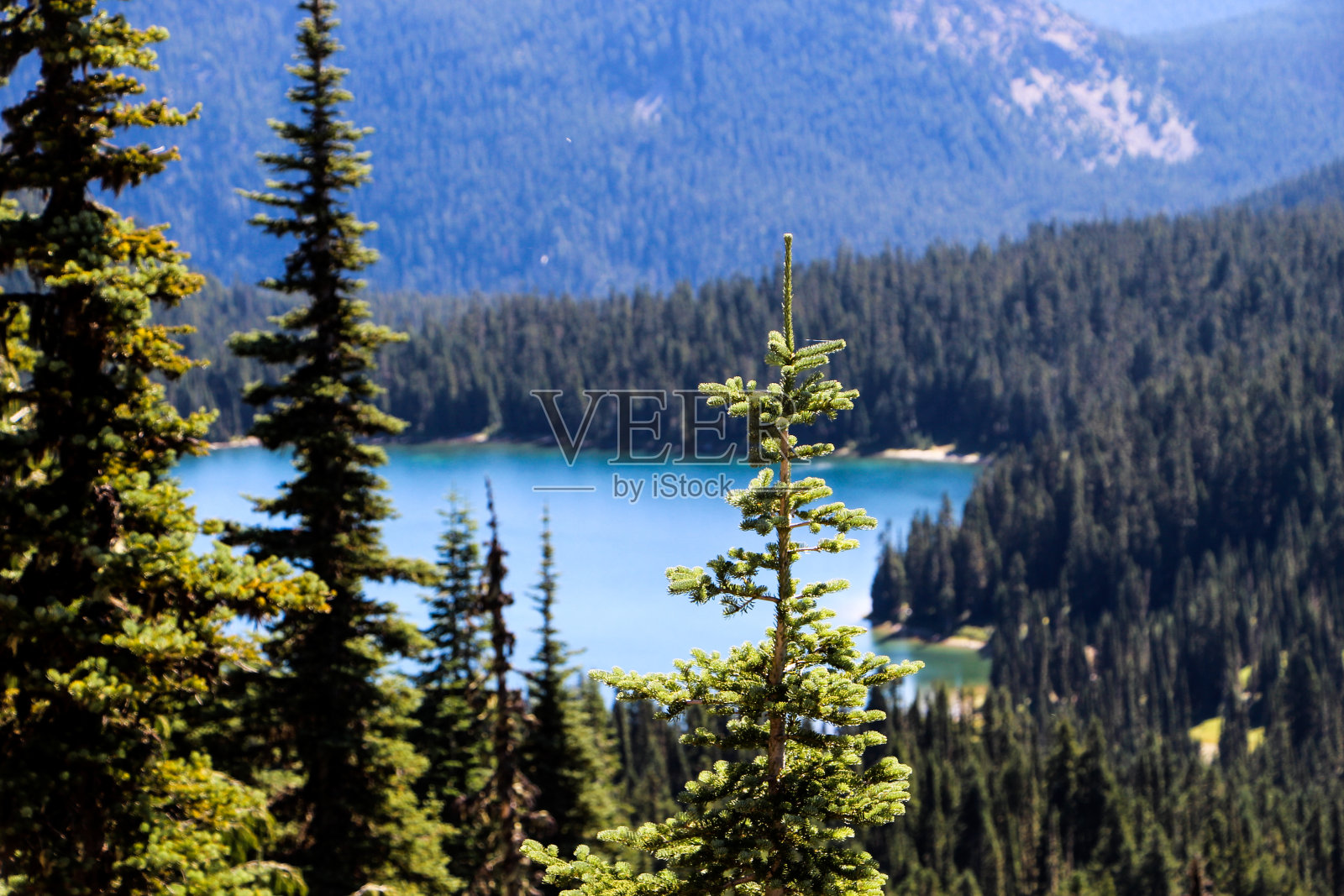 雷尼尔山照片摄影图片