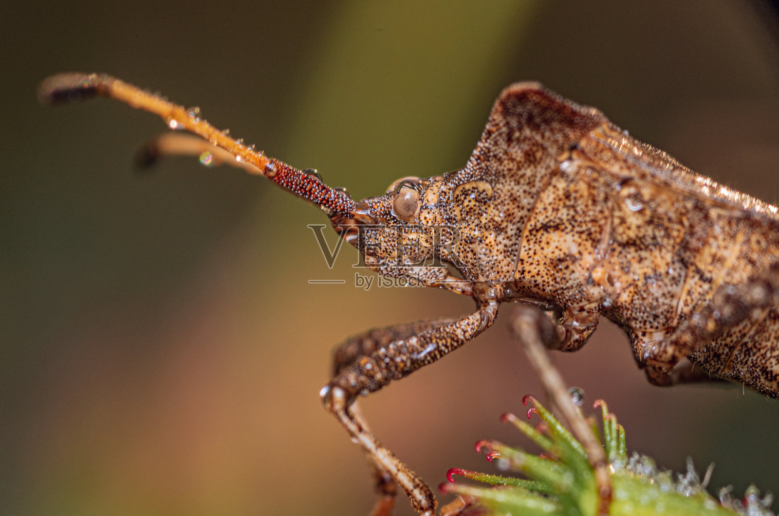 夏天的昆虫照片摄影图片