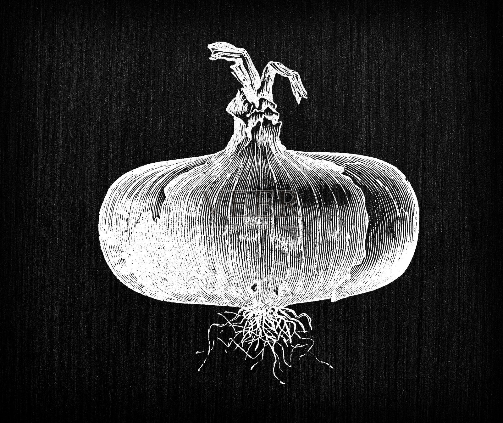 植物学蔬菜植物古董雕刻插图:马德拉洋葱插画图片素材
