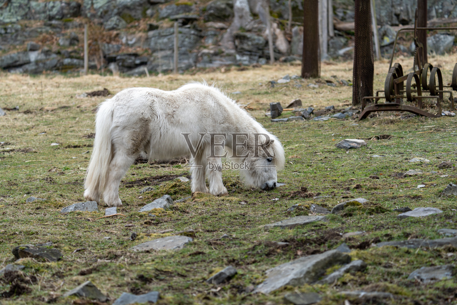 设得兰矮种马是一种苏格兰品种的矮种马，起源于苏格兰北部的设得兰群岛。照片摄影图片