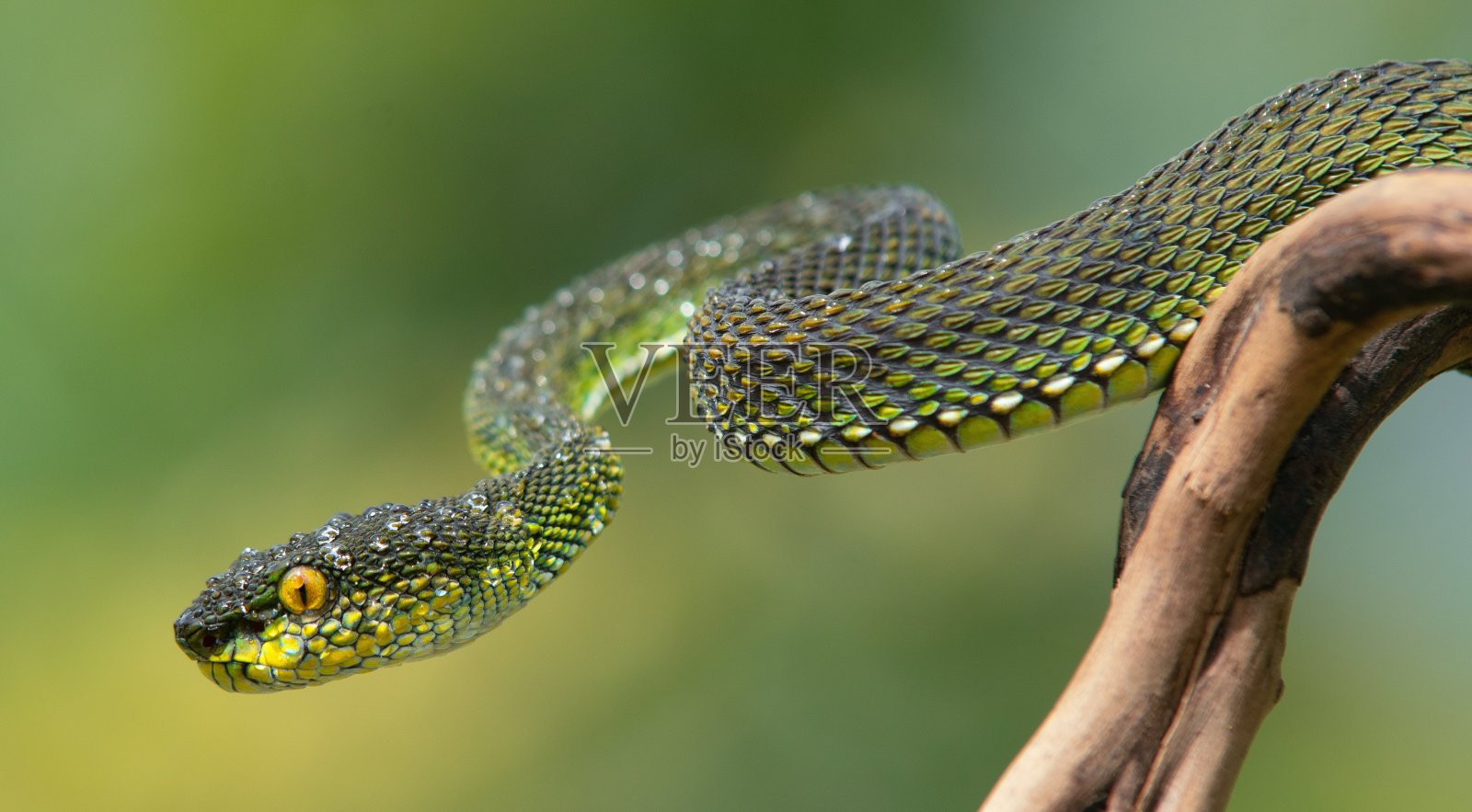 绿毒蛇照片摄影图片