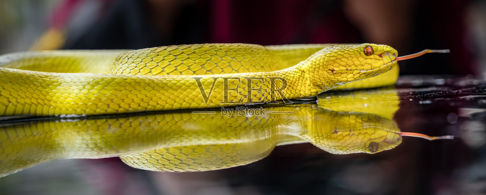 黄蝰蛇照片摄影图片