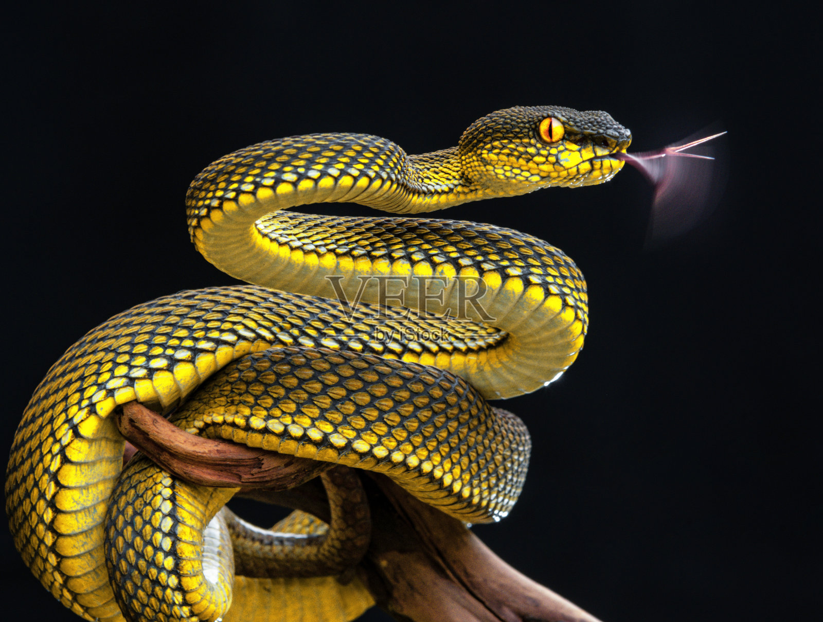 黄蝰蛇照片摄影图片