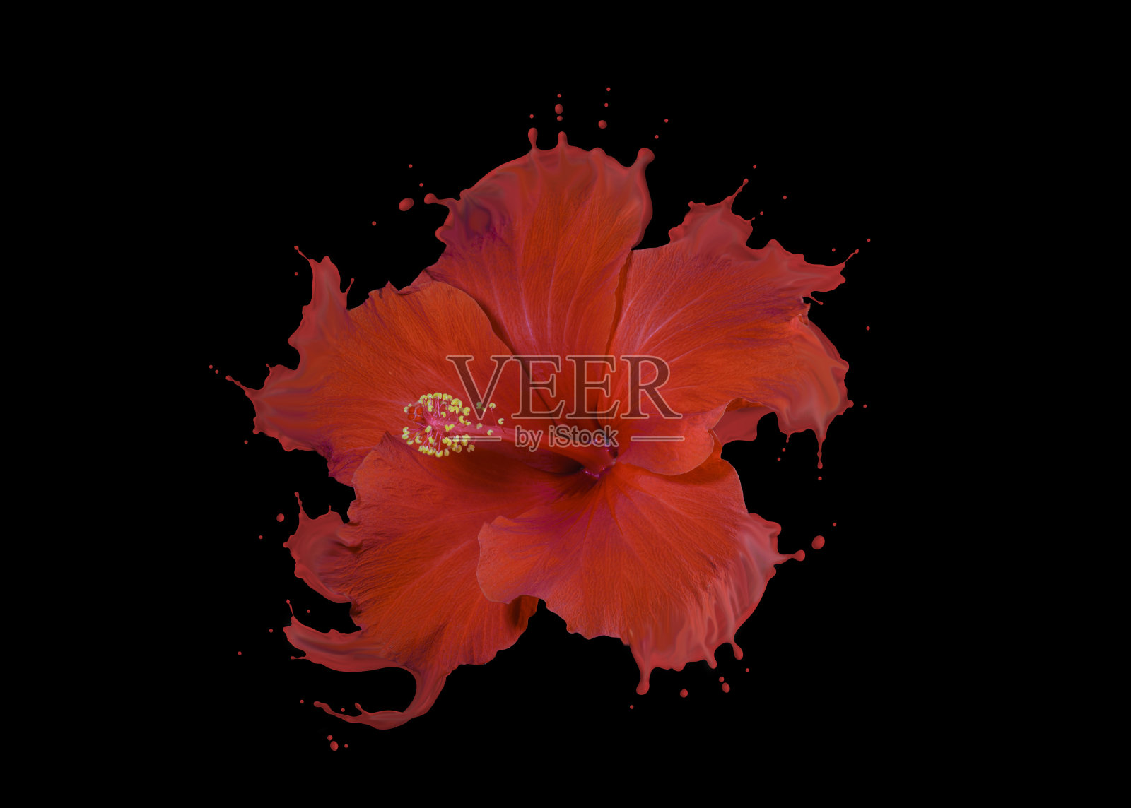 红色的芙蓉花与红色液体飞溅特写照片摄影图片