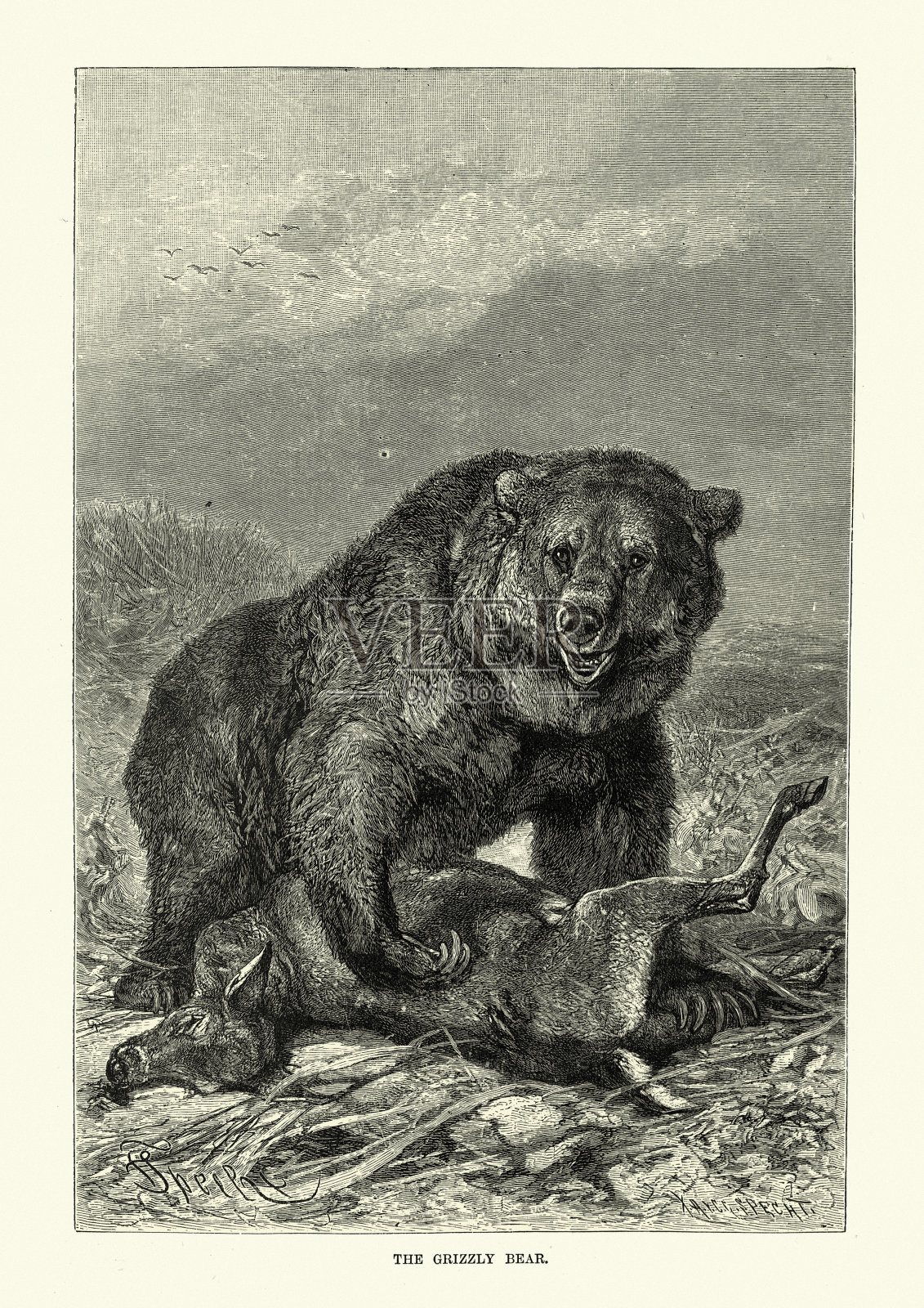 灰熊和它的猎物一只鹿插画图片素材