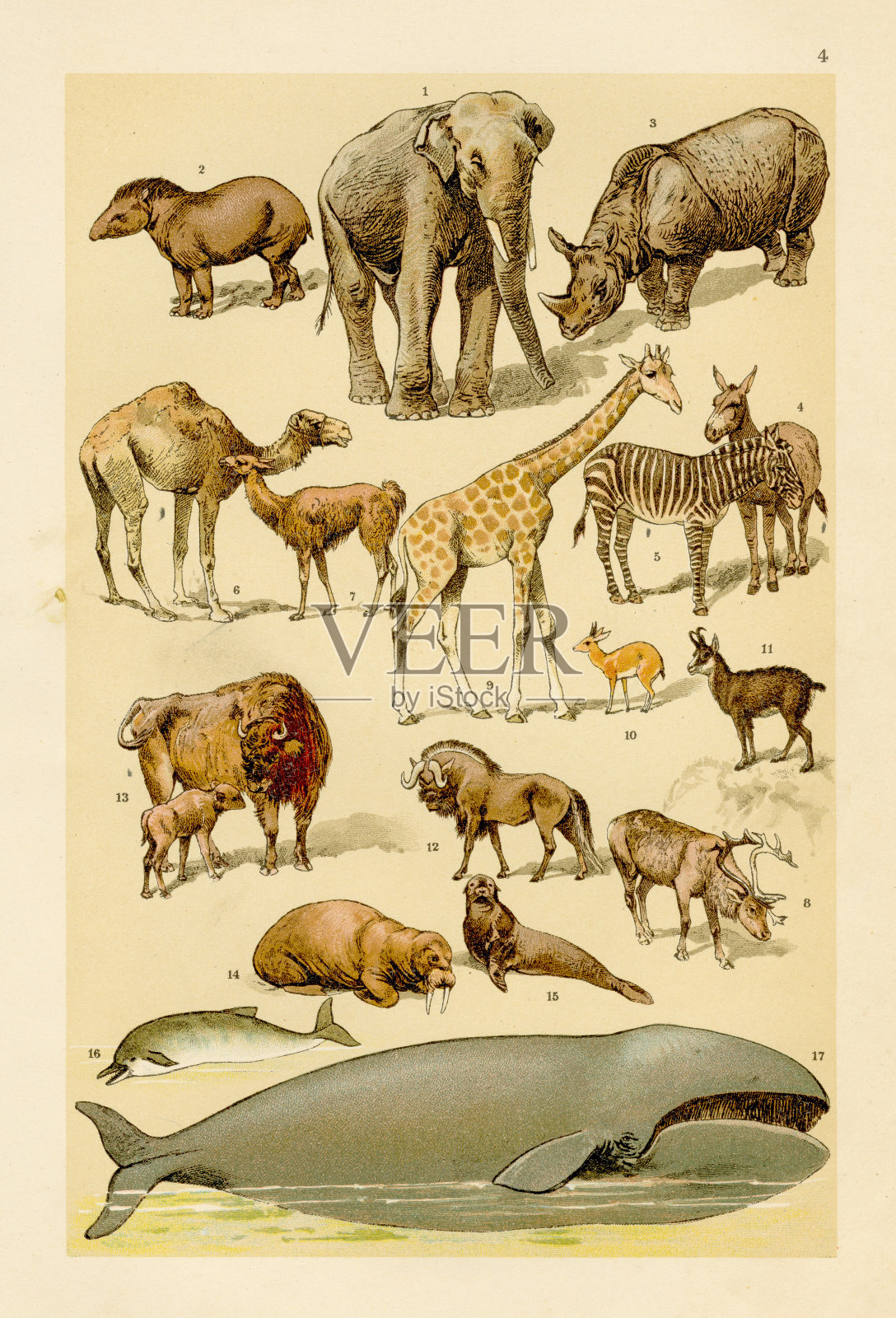 动物、大象、鲸鱼、犀牛、水牛等彩色印刷术雕刻于1895年插画图片素材