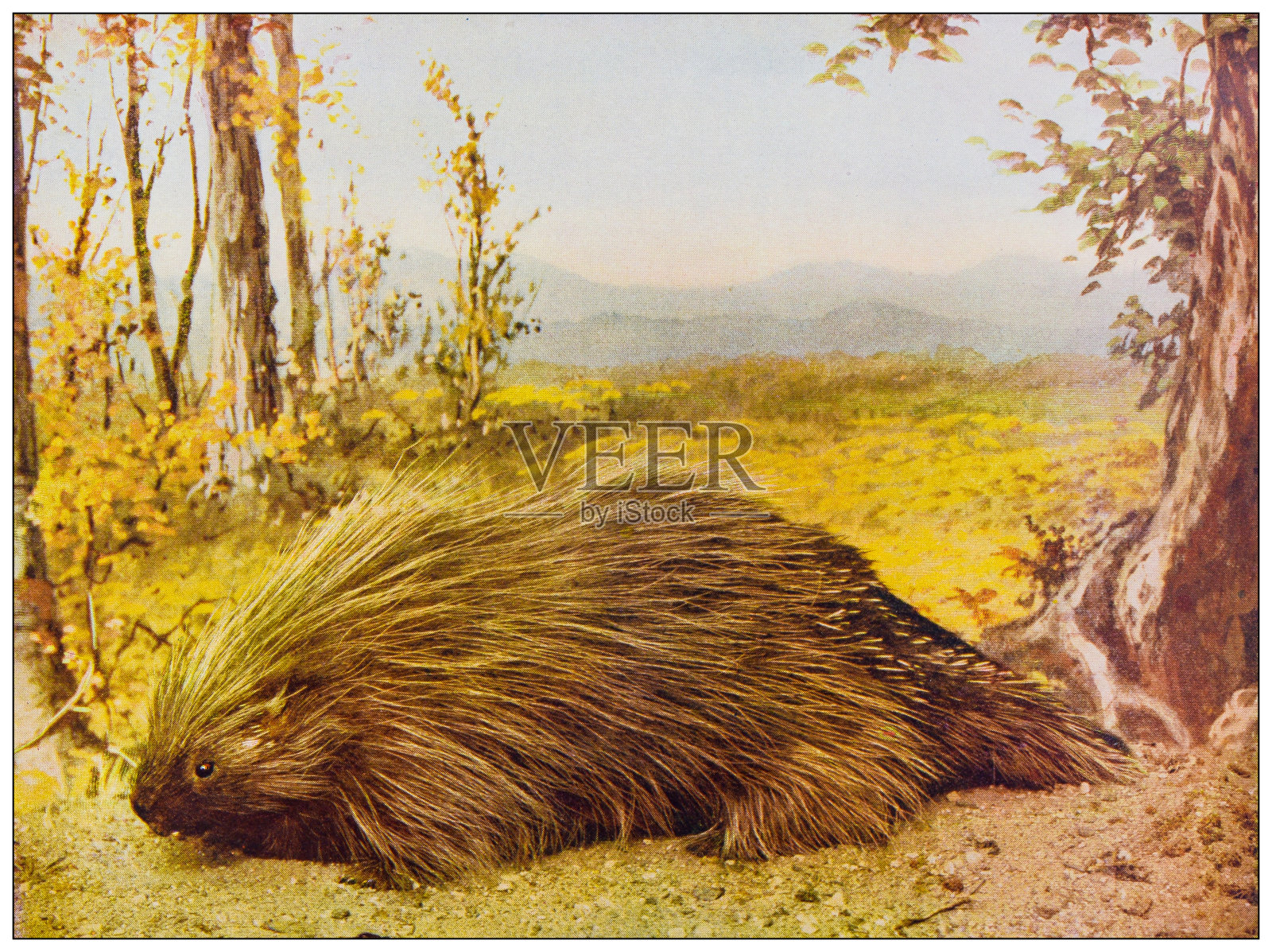 古色古香的自然色彩形象:加拿大豪猪插画图片素材