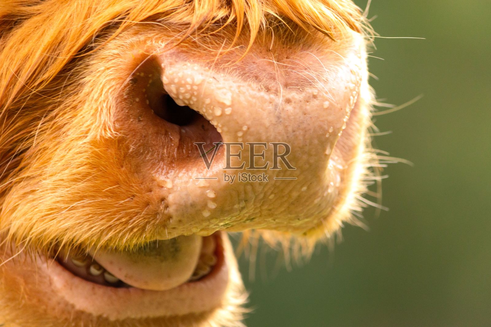 展示苏格兰高地的牛。靠近鼻子。用滴鼻液湿润鼻子。出汗调节体温照片摄影图片