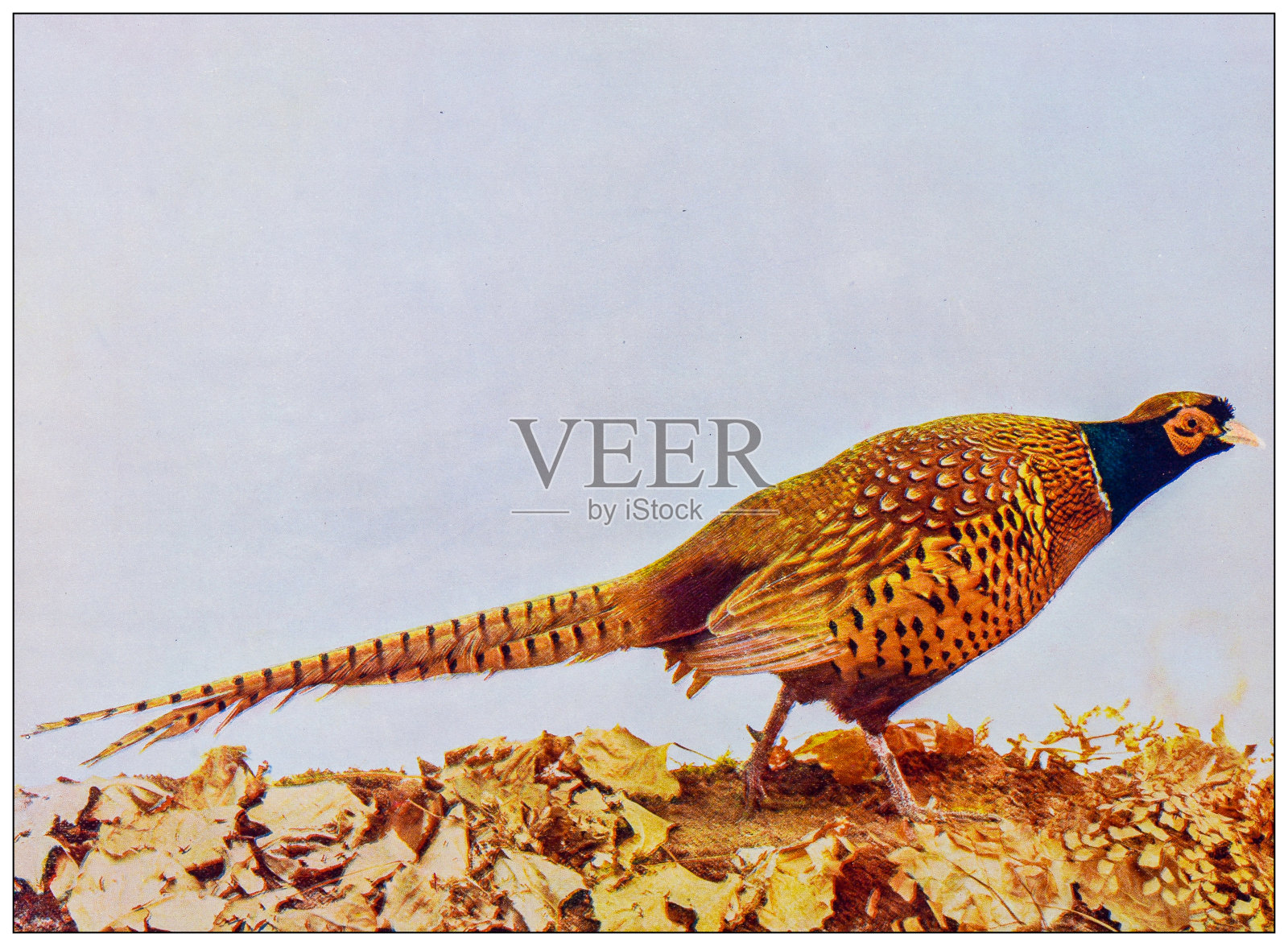 古董鸟类学彩色图像:环颈雉插画图片素材